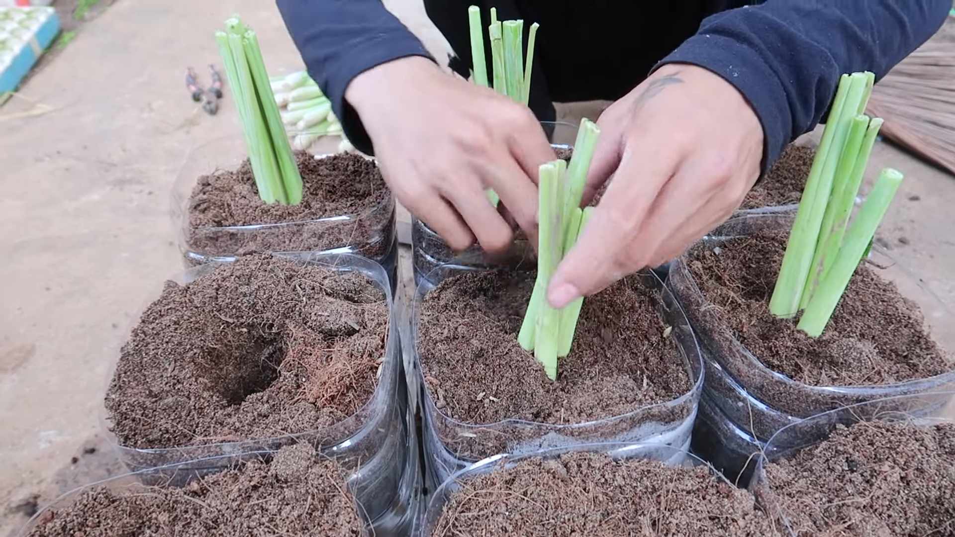 Lemongrass Propagation DIY