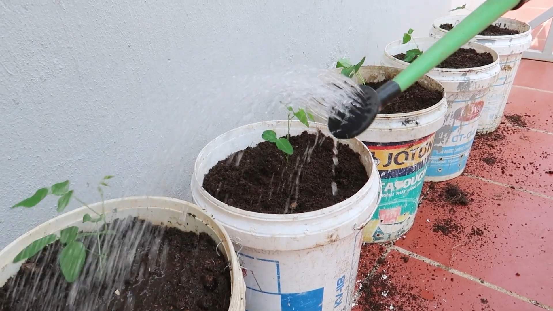 Winged Bean Home Gardening