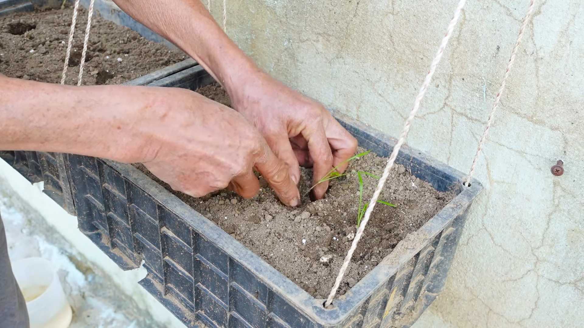 Growing dill indoors