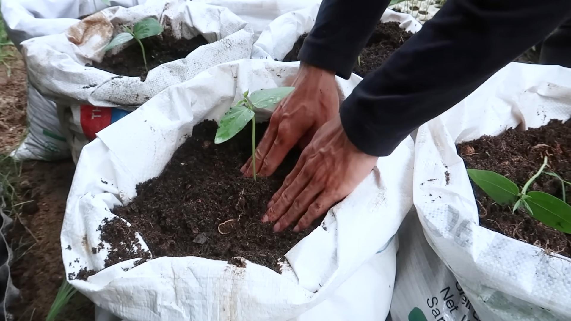 Long Bean Gardening Tips