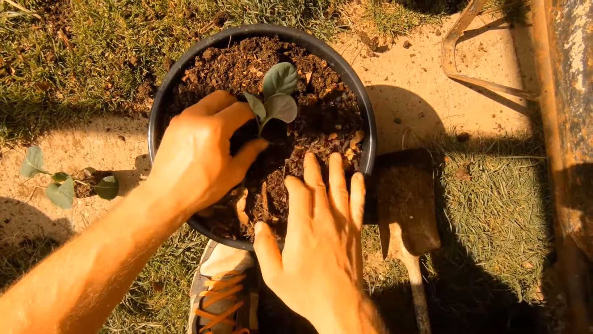 Growing Brussel Sprouts Containers