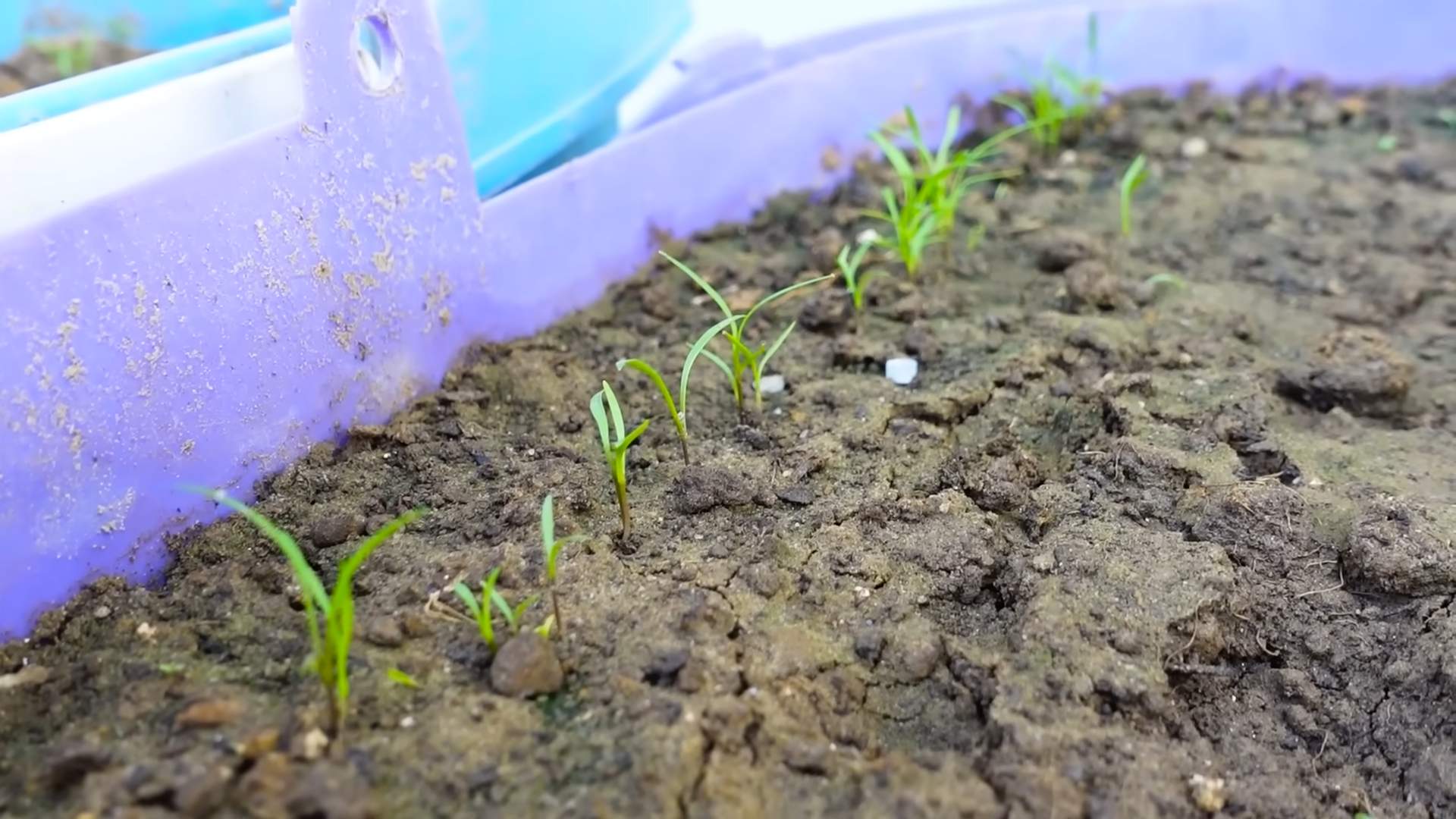 Growing Kale in Bottles