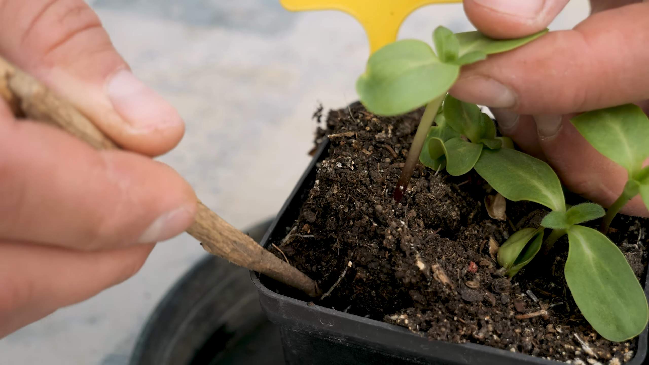 Growing Sunflowers in Pots