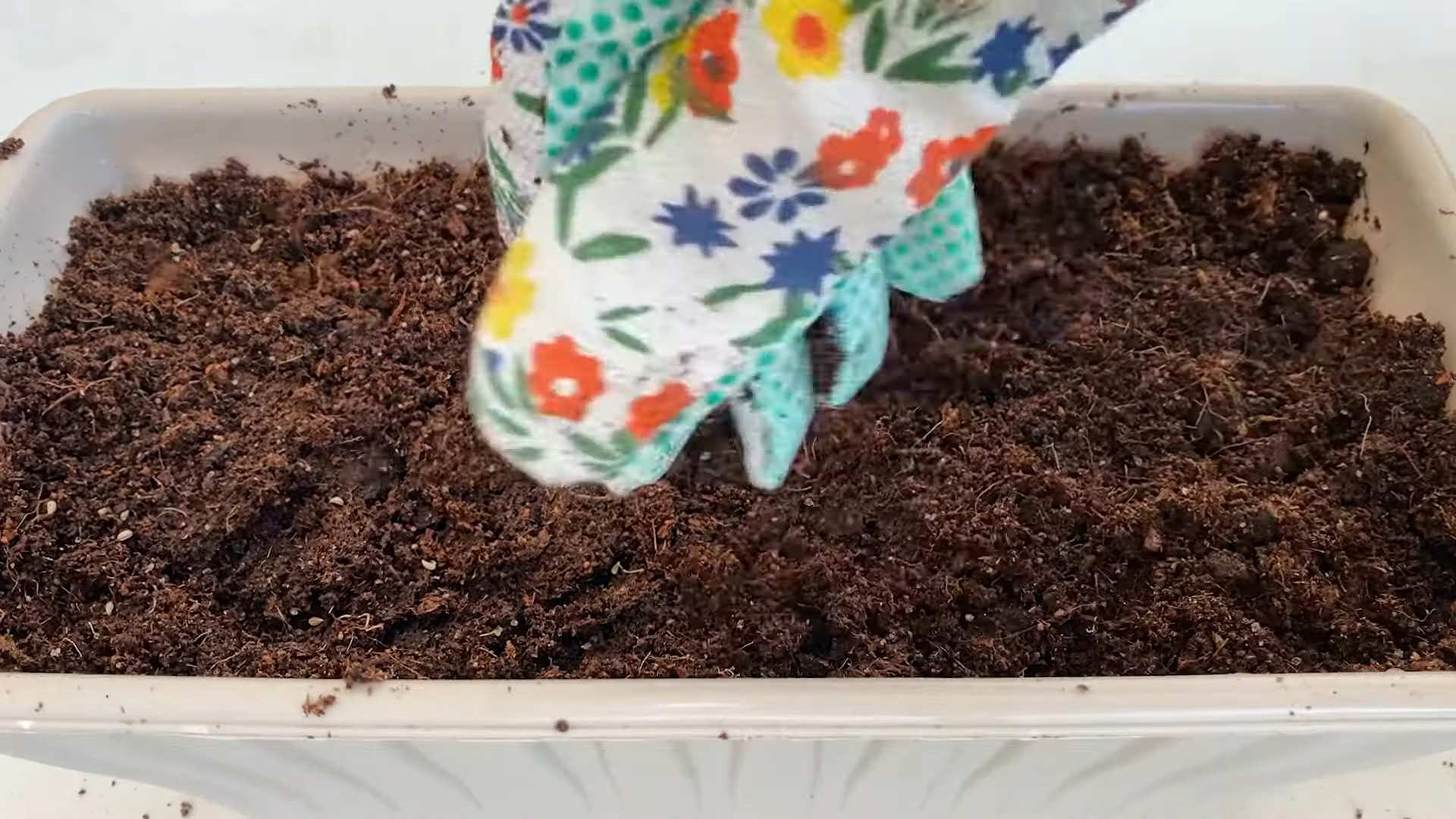 Growing Parsley at Home