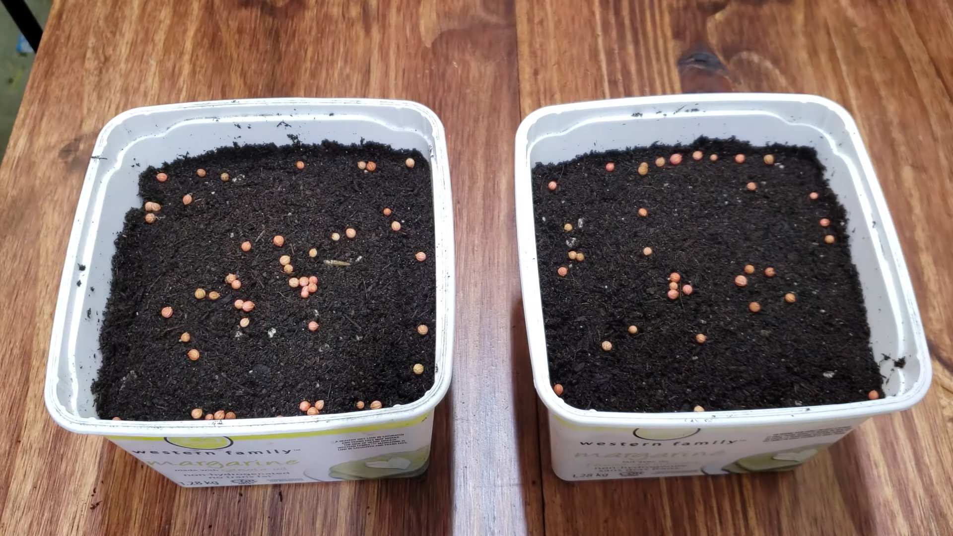 Growing Kitchen Cilantro