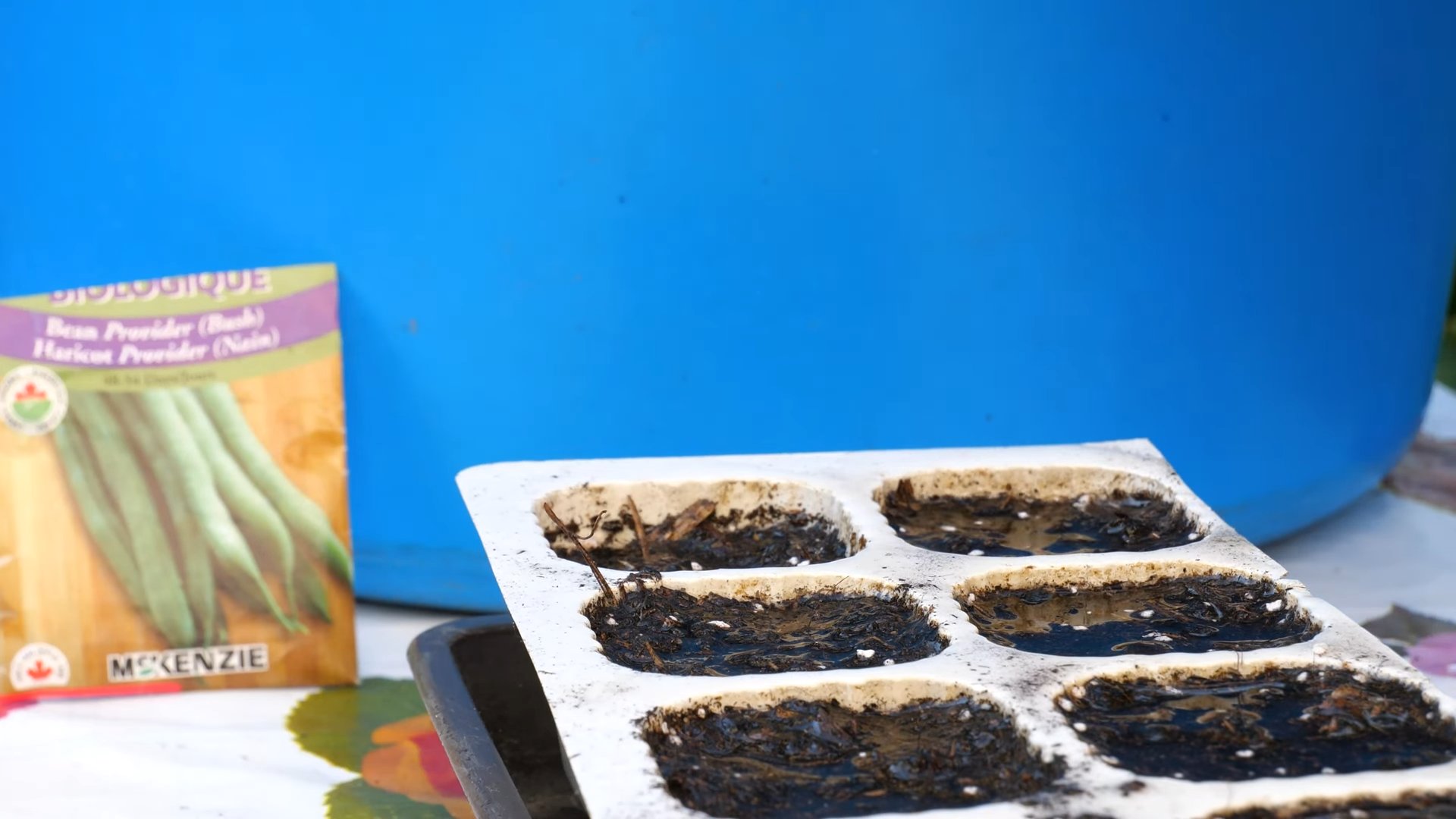 Growing Green Beans Indoors