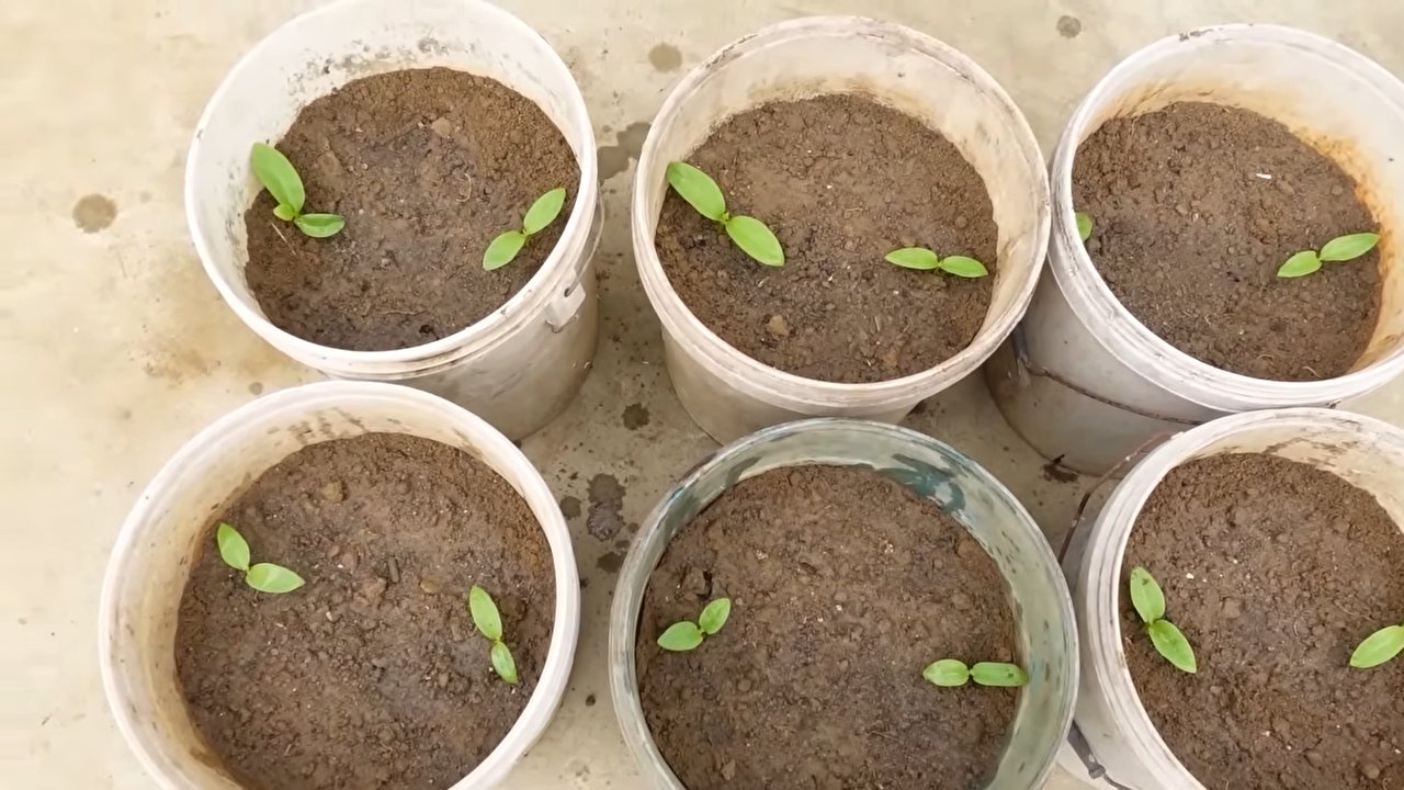 DIY Vertical Garden Setup