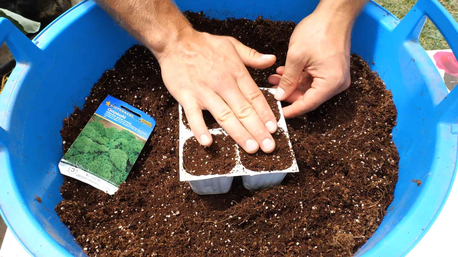 Grow Kale at Home