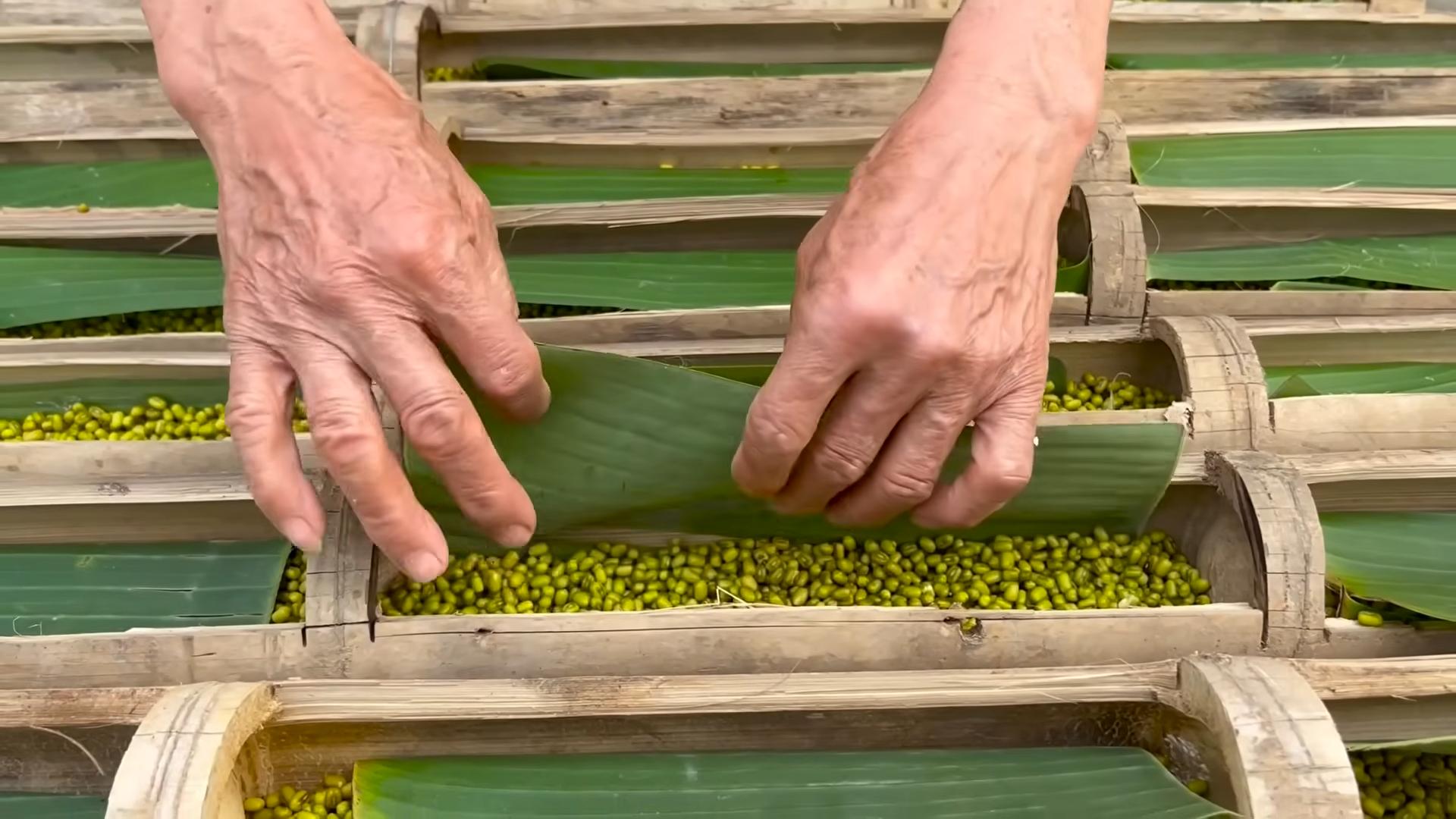 Growing Bean Sprouts at Home