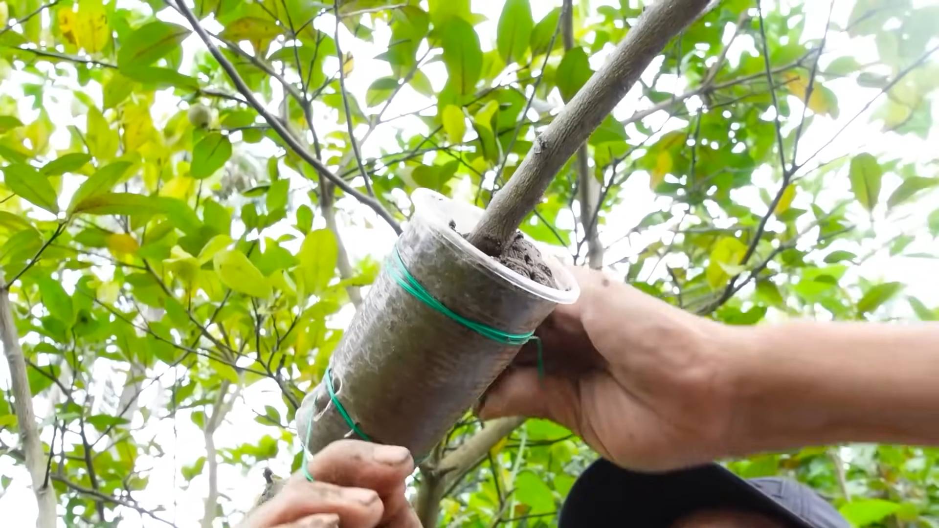 Growing Lemons at Home