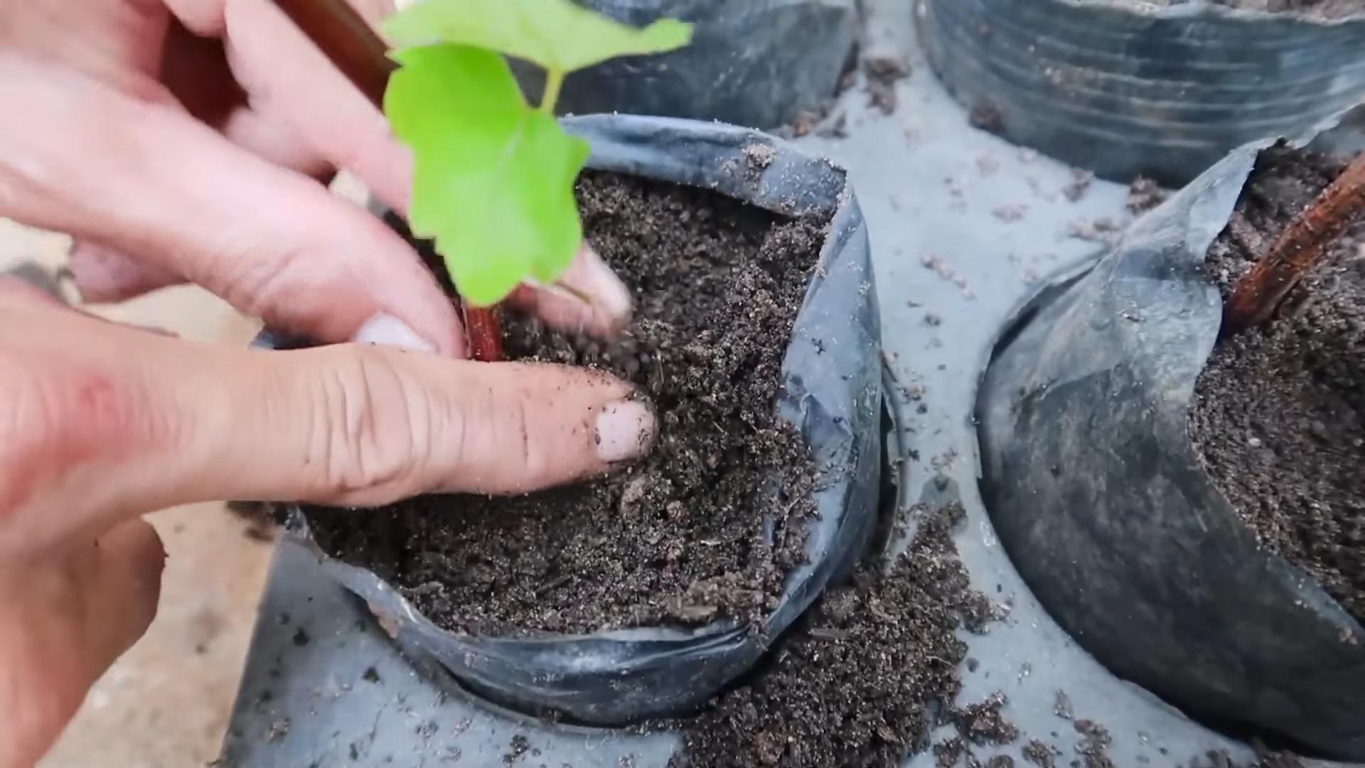 Propagate fast growing plants June