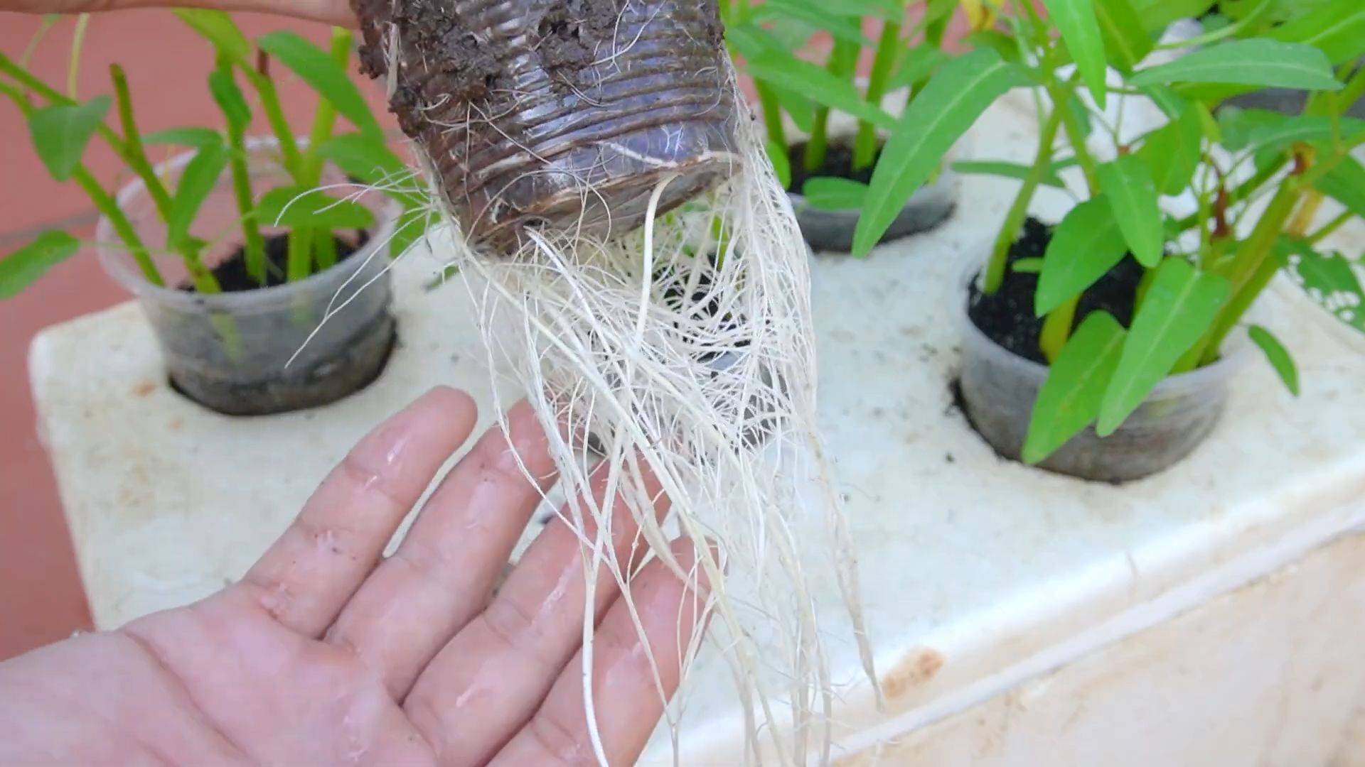 Water Spinach Easy Growing Tips