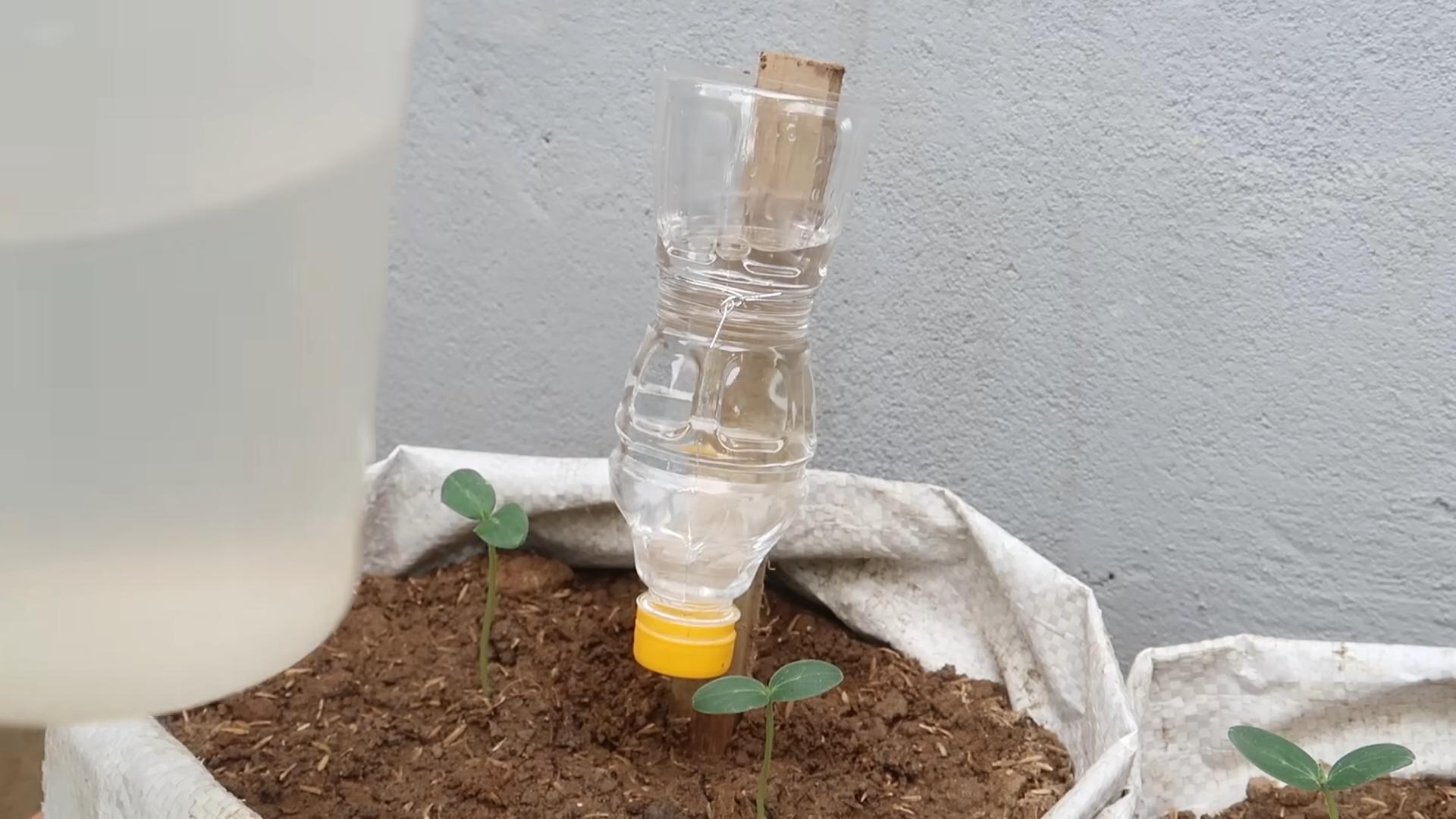 Indoor cucumber growing