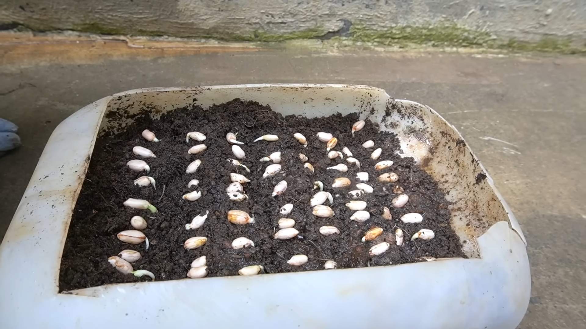 Barrel Garden Cantaloupe