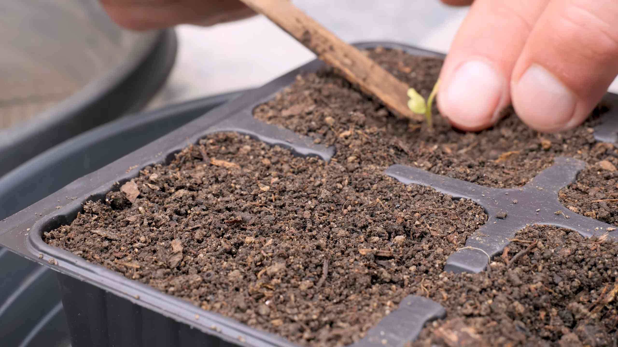 Grow Romanesco Cauliflower