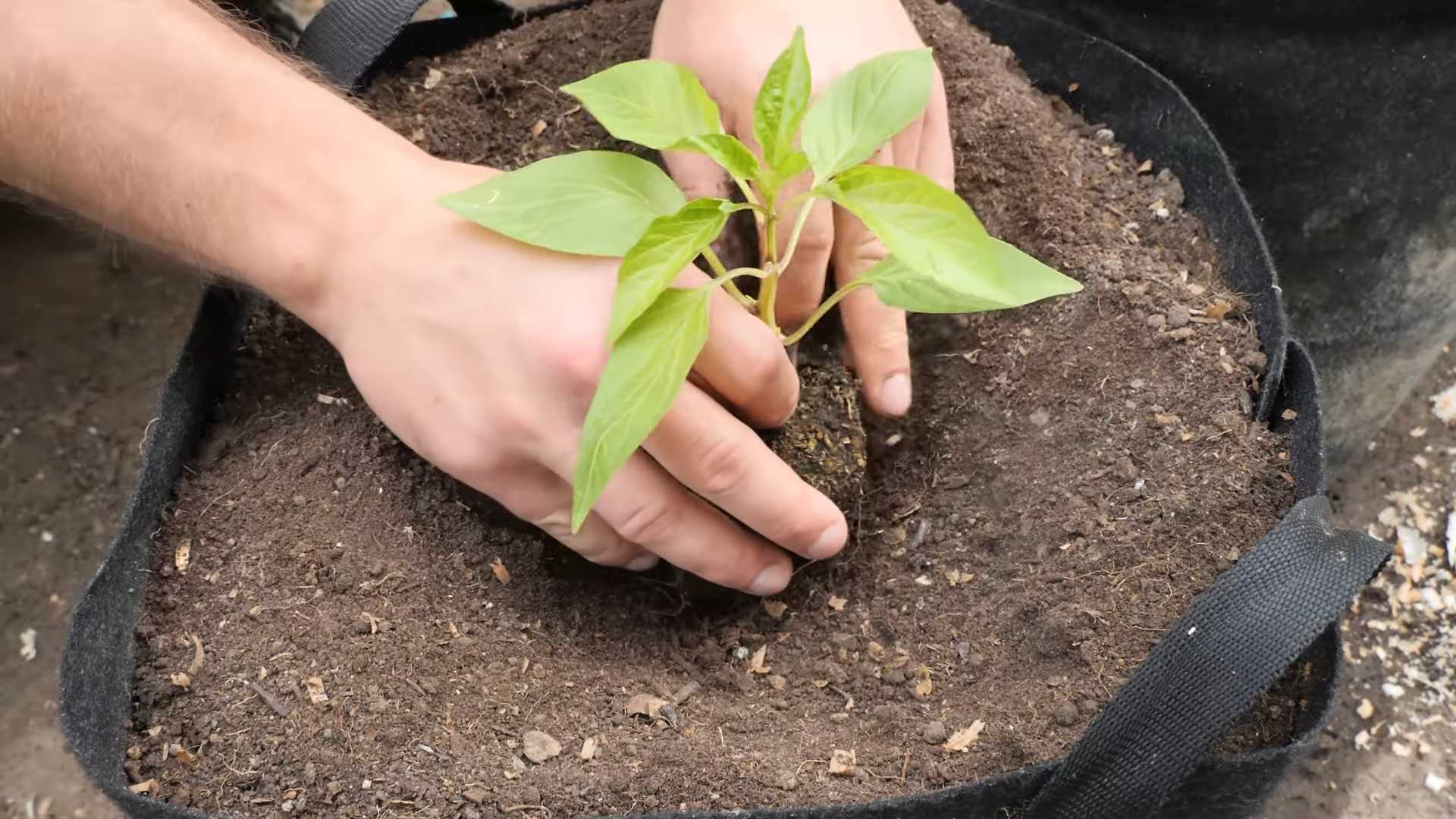 Grow Purple Bush Beans