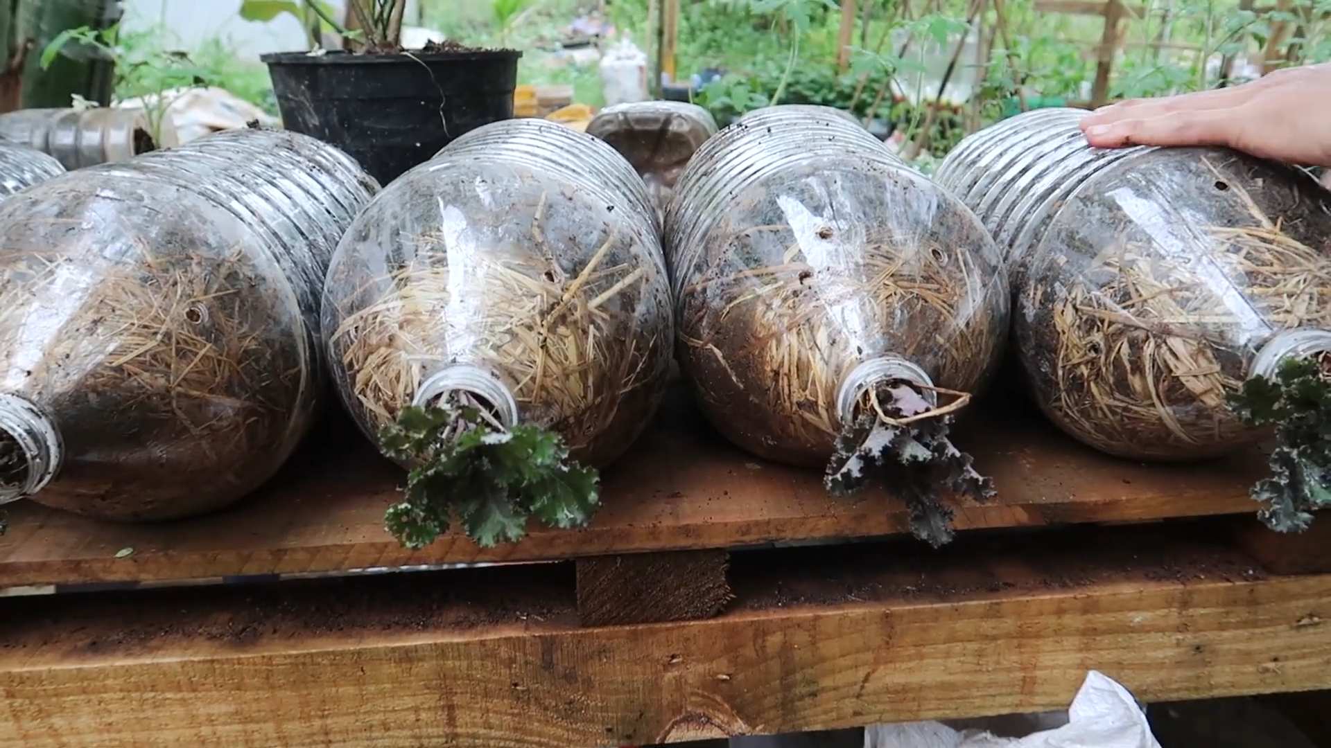 Mint Growing Hack