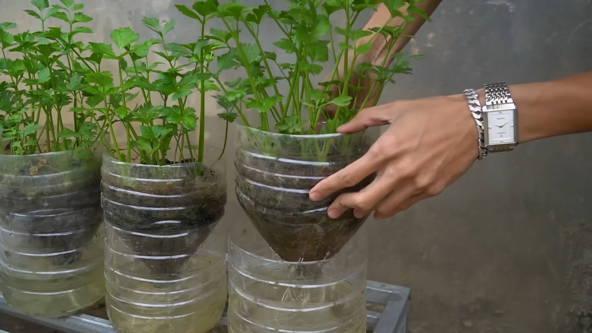 Growing Celery Indoors