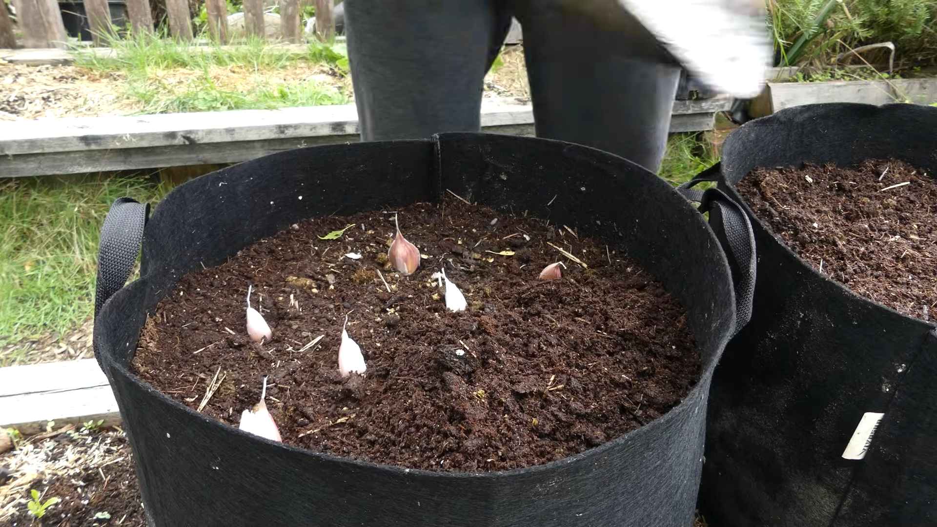 Grow Garlic at Home