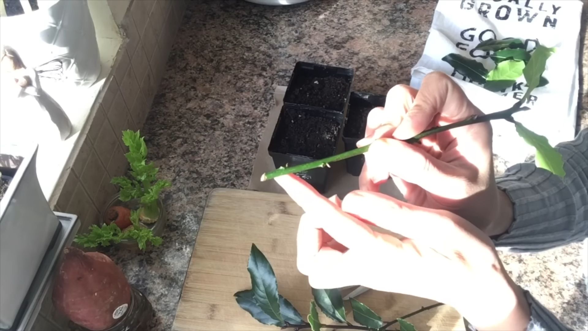 Bay leaf cuttings propagation