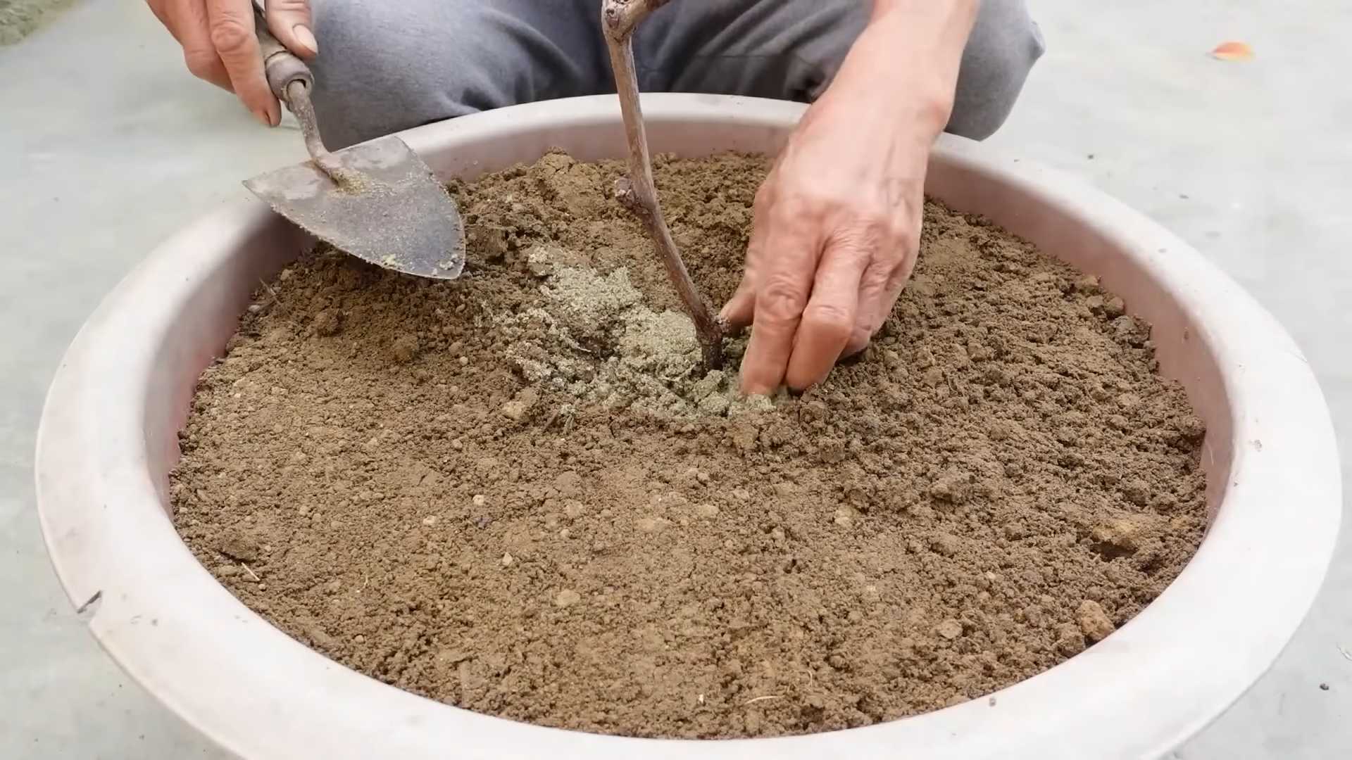 DIY Grape Growing System
