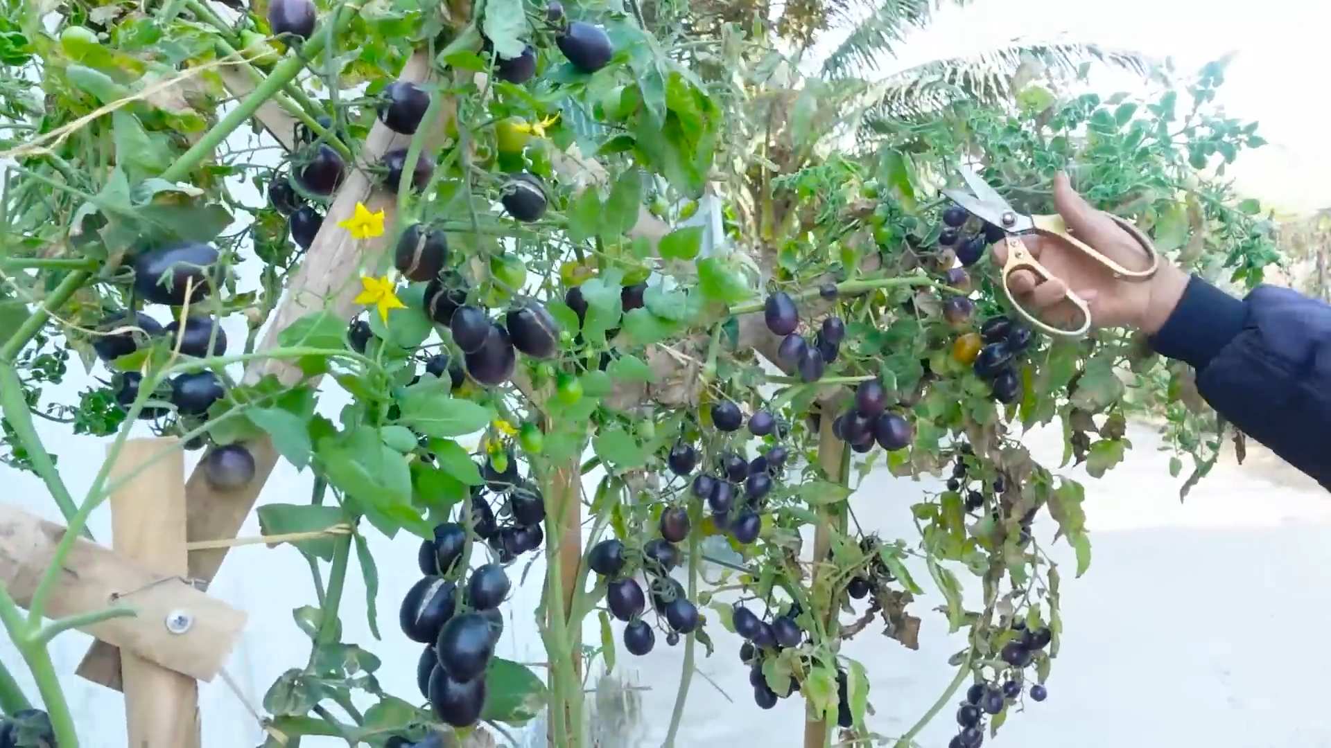 Growing Tomatoes in Pots