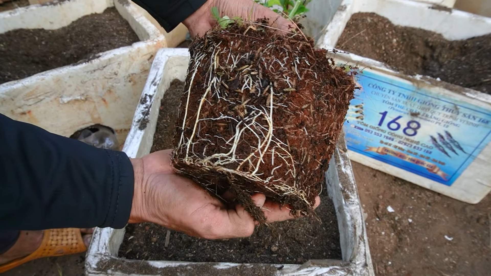 Growing Carrots in Bags