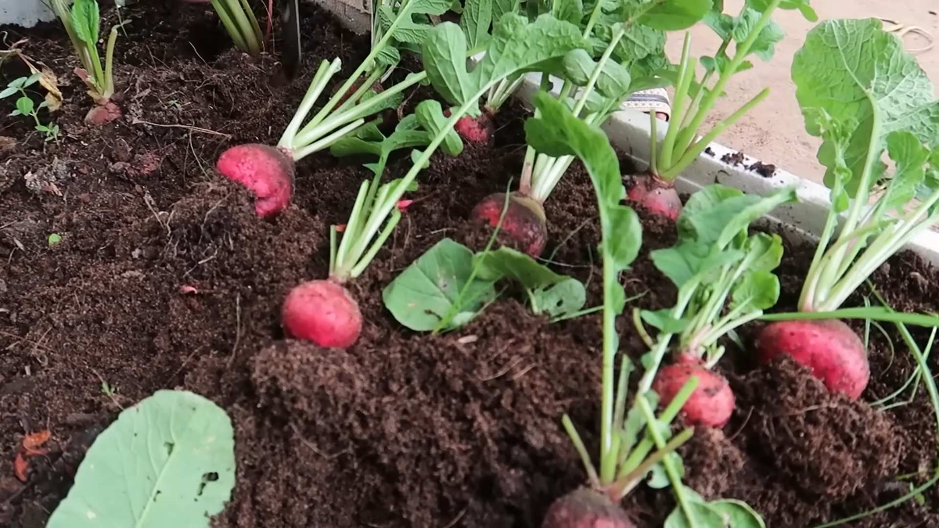 Growing Winter Radishes