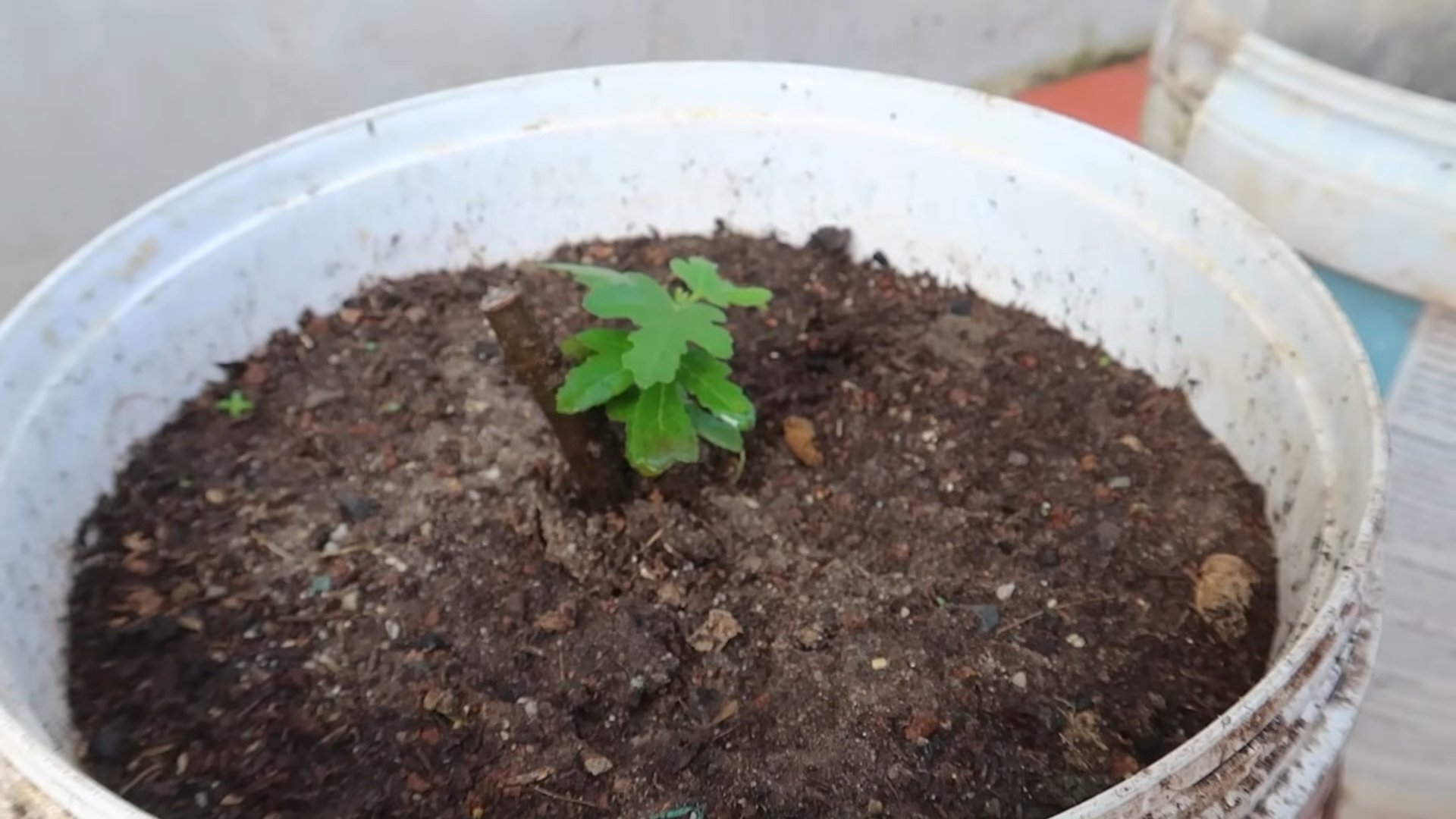 Grow Figs Faster