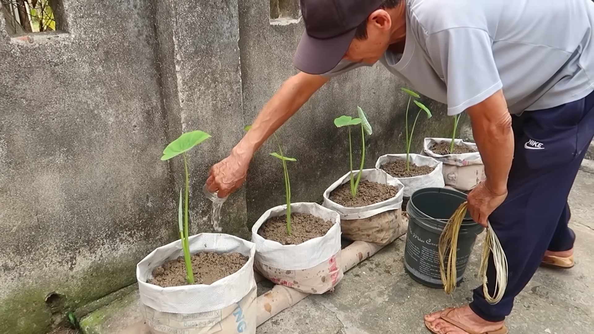 Growing Taro Indoors
