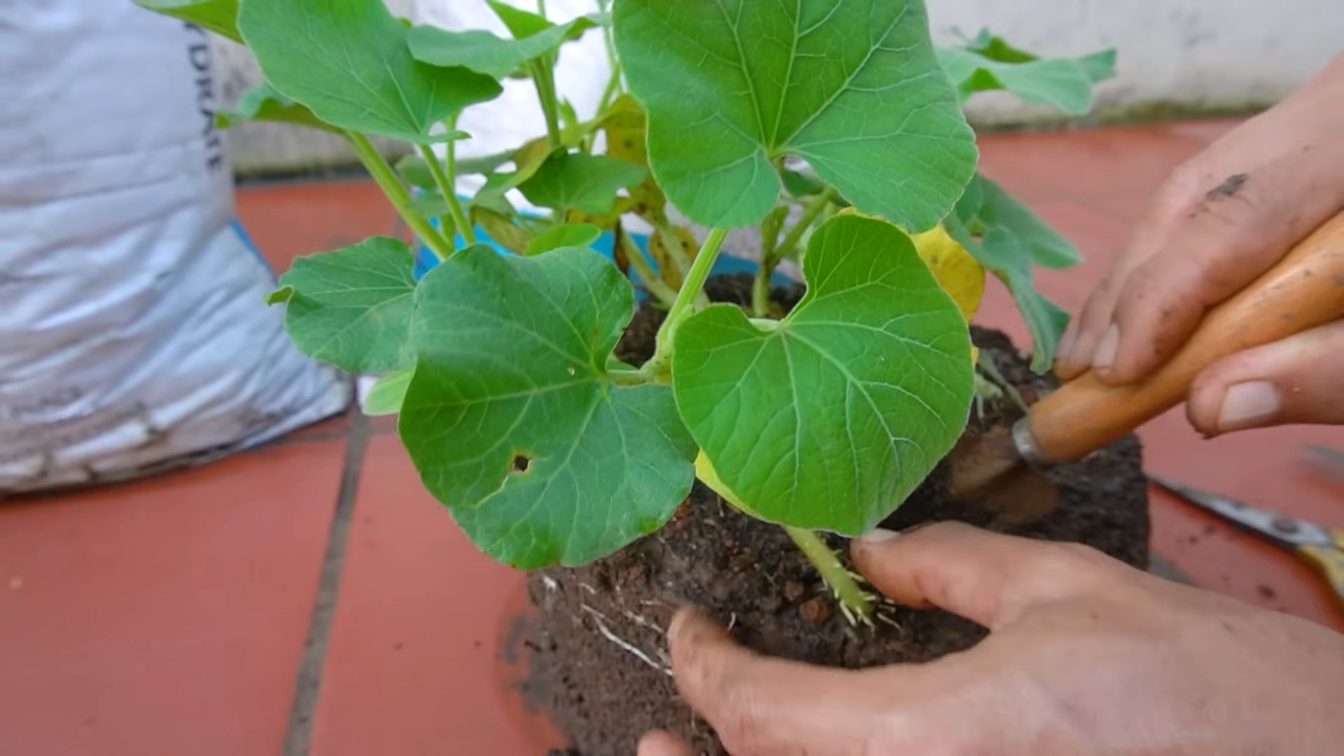 Indoor Gourd Growing Bag Hack