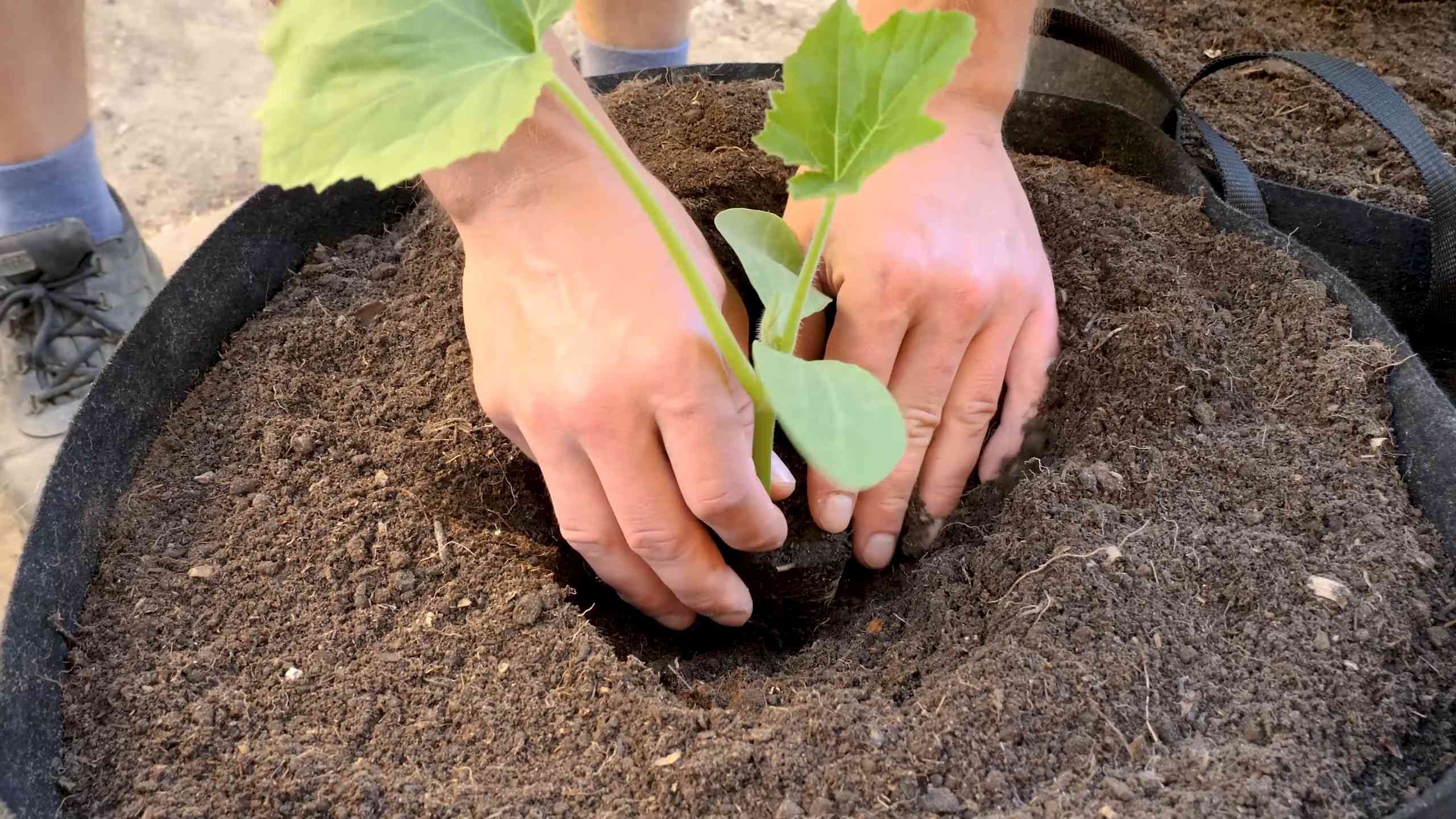 Container Squash Gardening