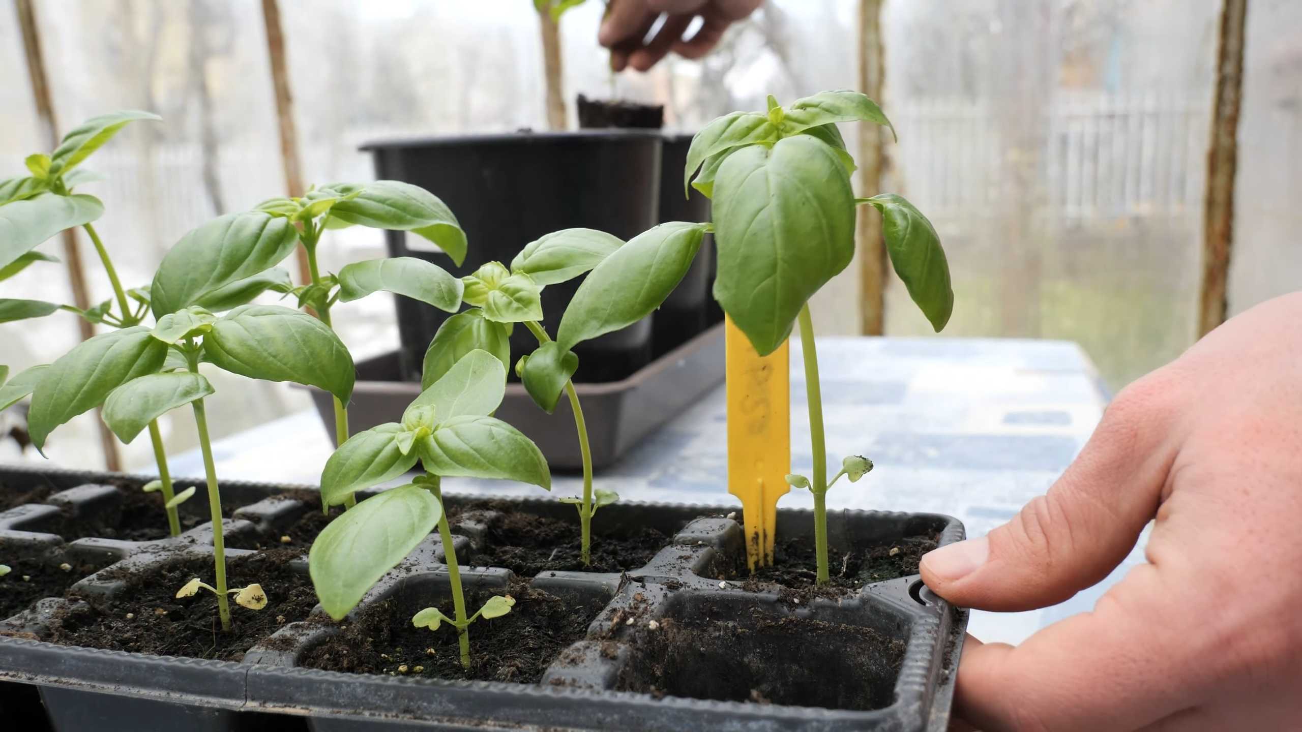 Growing Basil from Seed