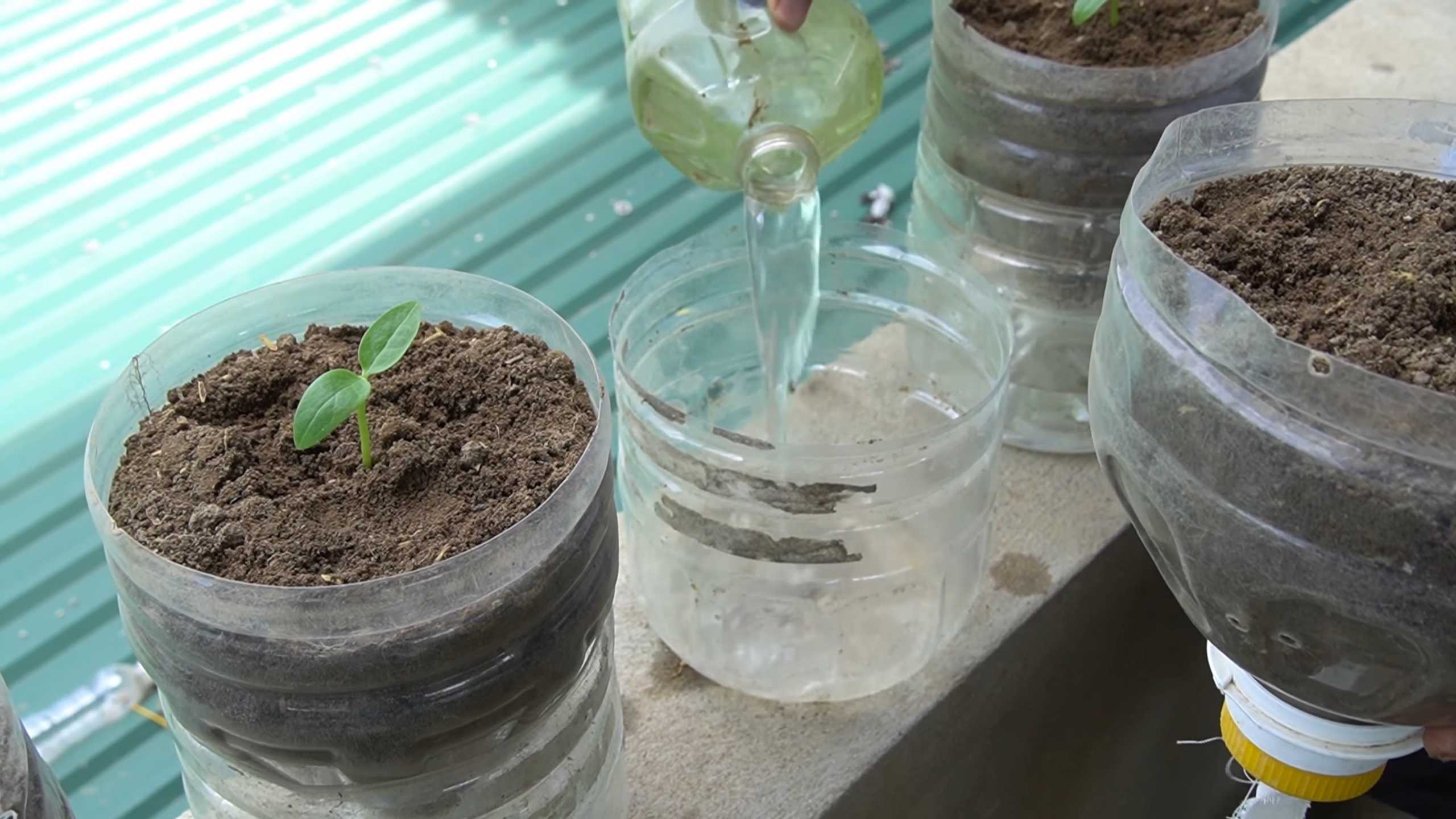 Malabar Spinach Propagation