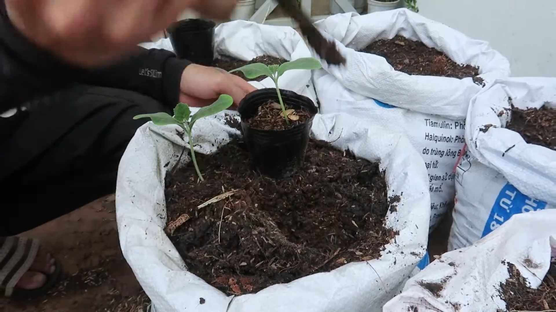 Butternut Squash Growing Hacks