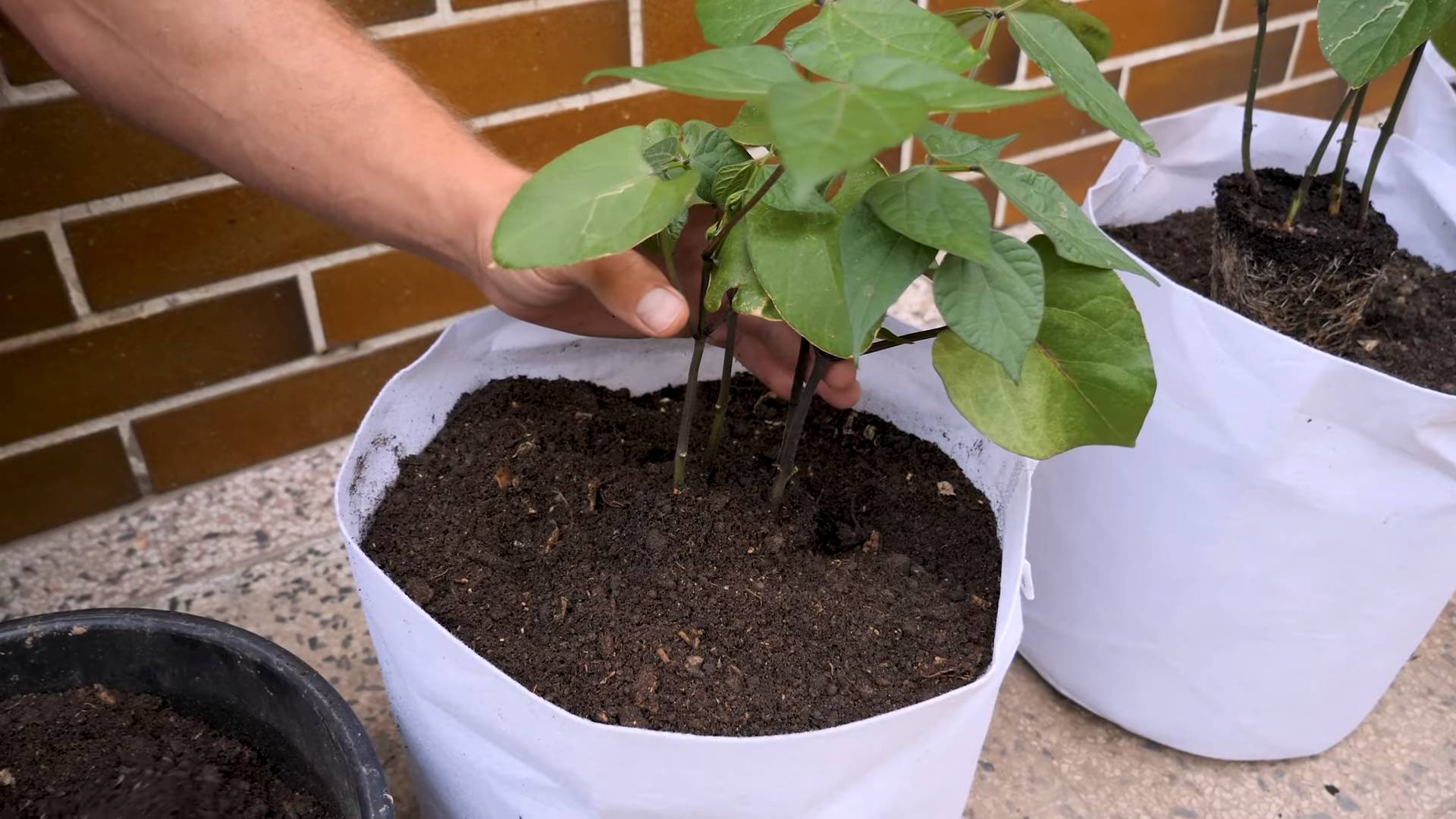 Purple Sweet Pepper Container