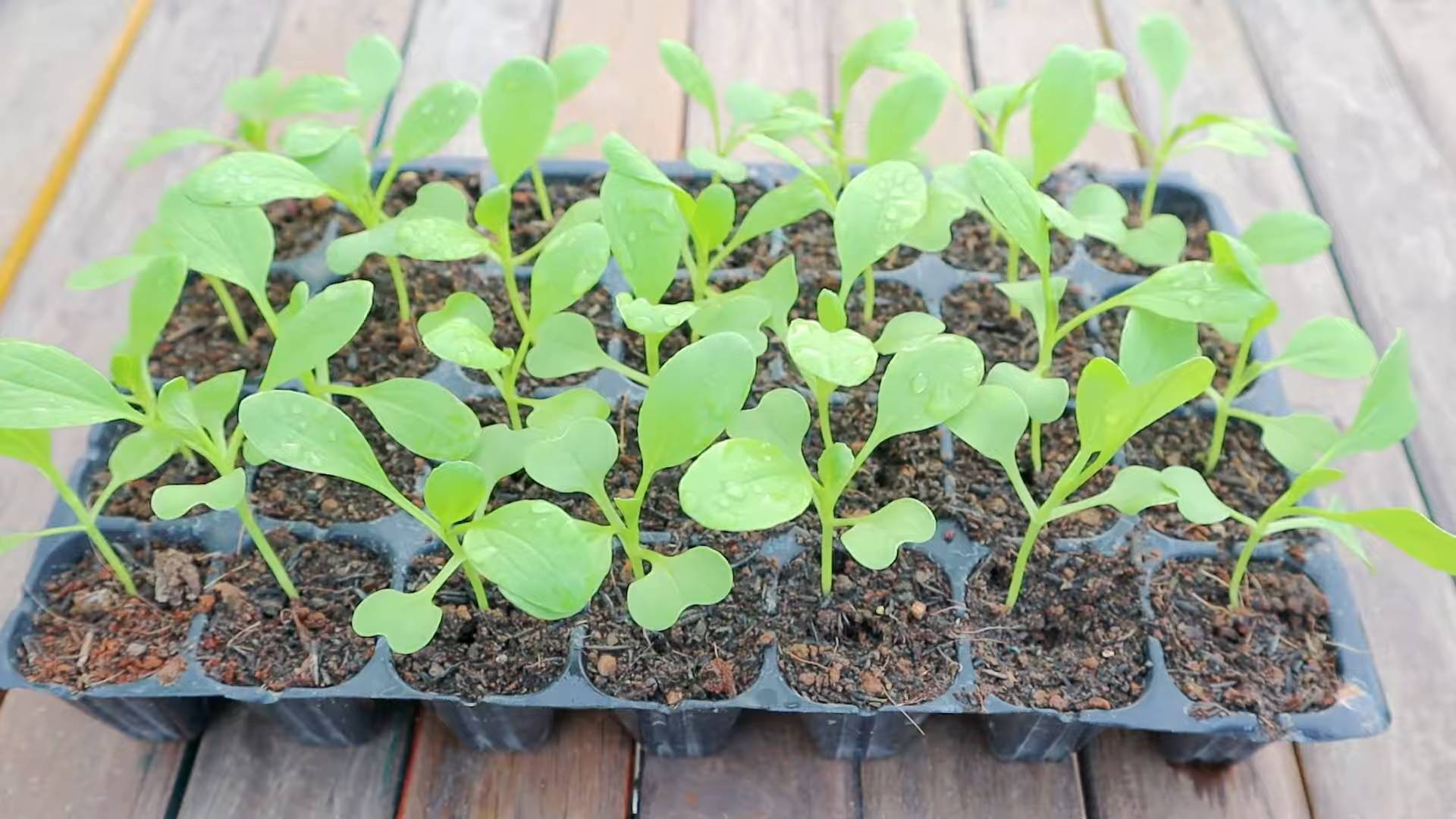 Indoor Bok Choy Gardening