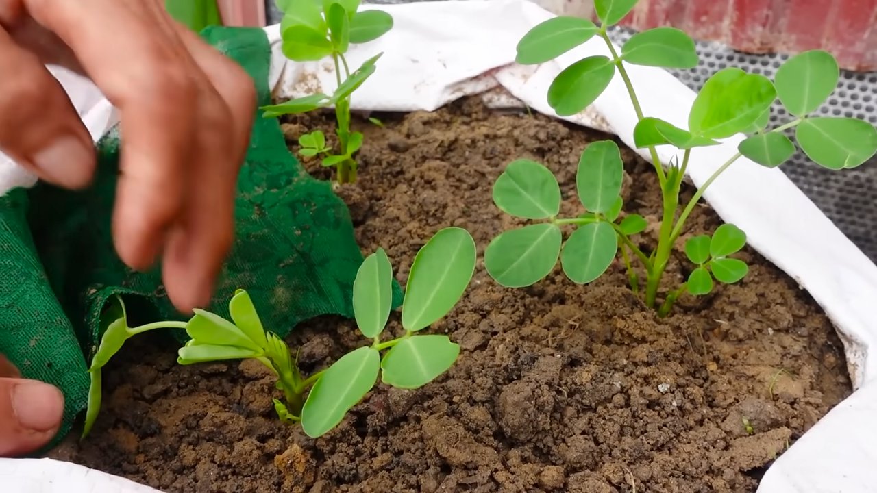 Grow Peanuts at Home