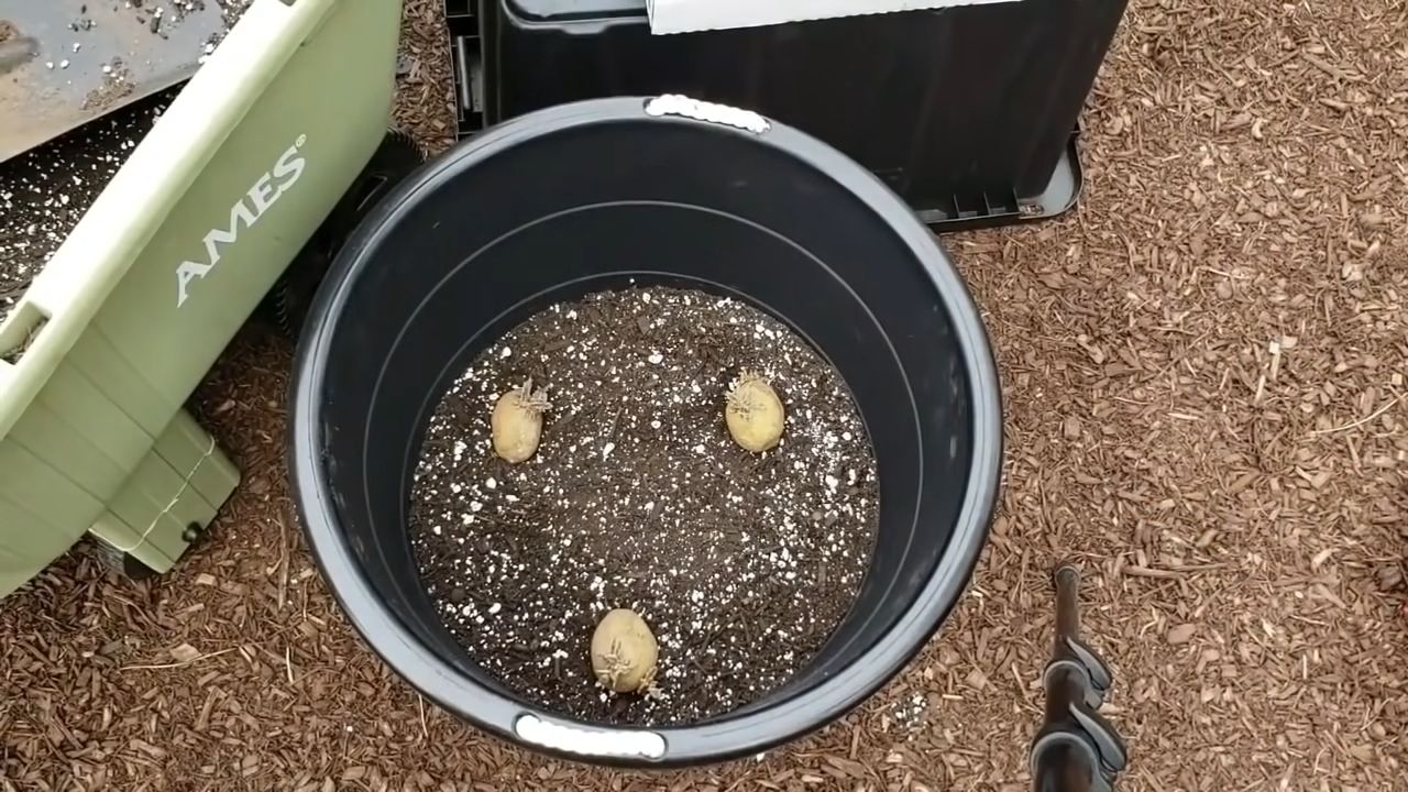 Potato planting technique