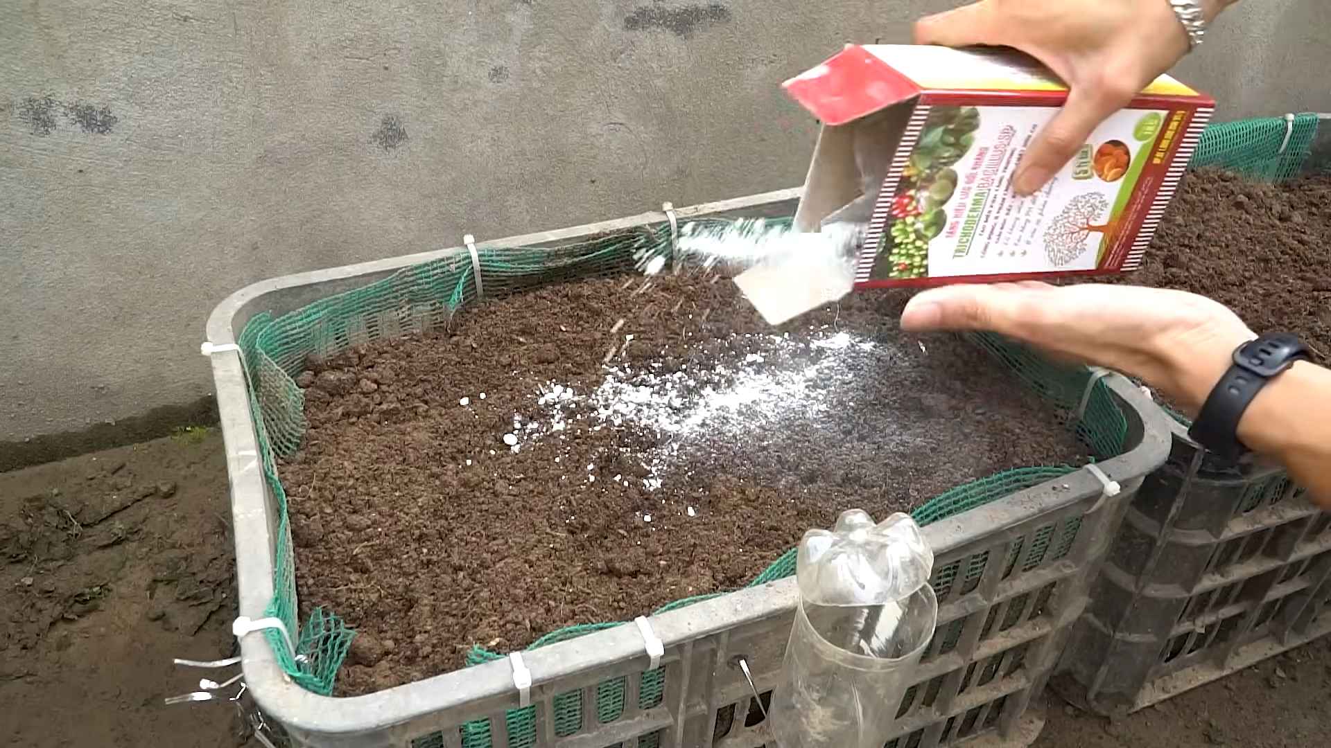 Grow Eggplants Easily