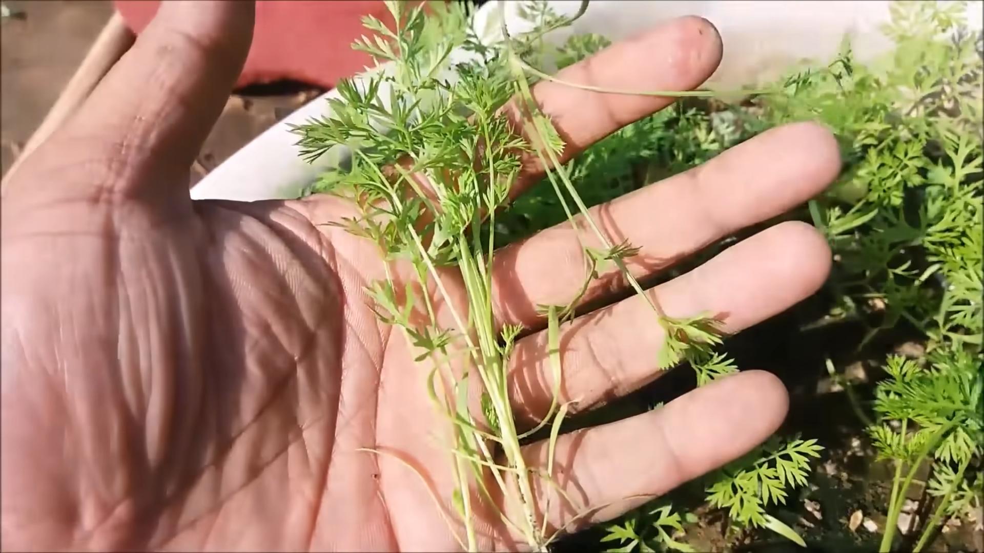 Grow Carrots Small Garden