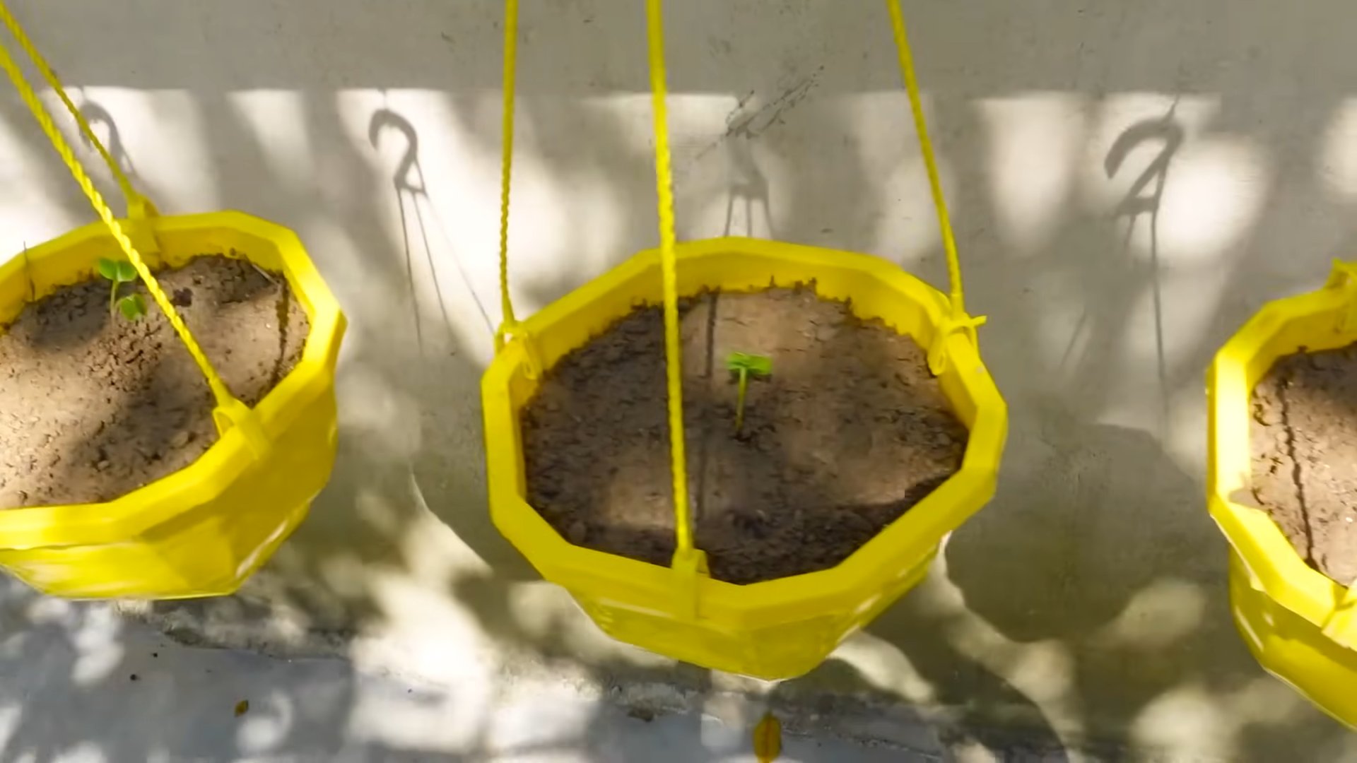 Growing radishes in containers