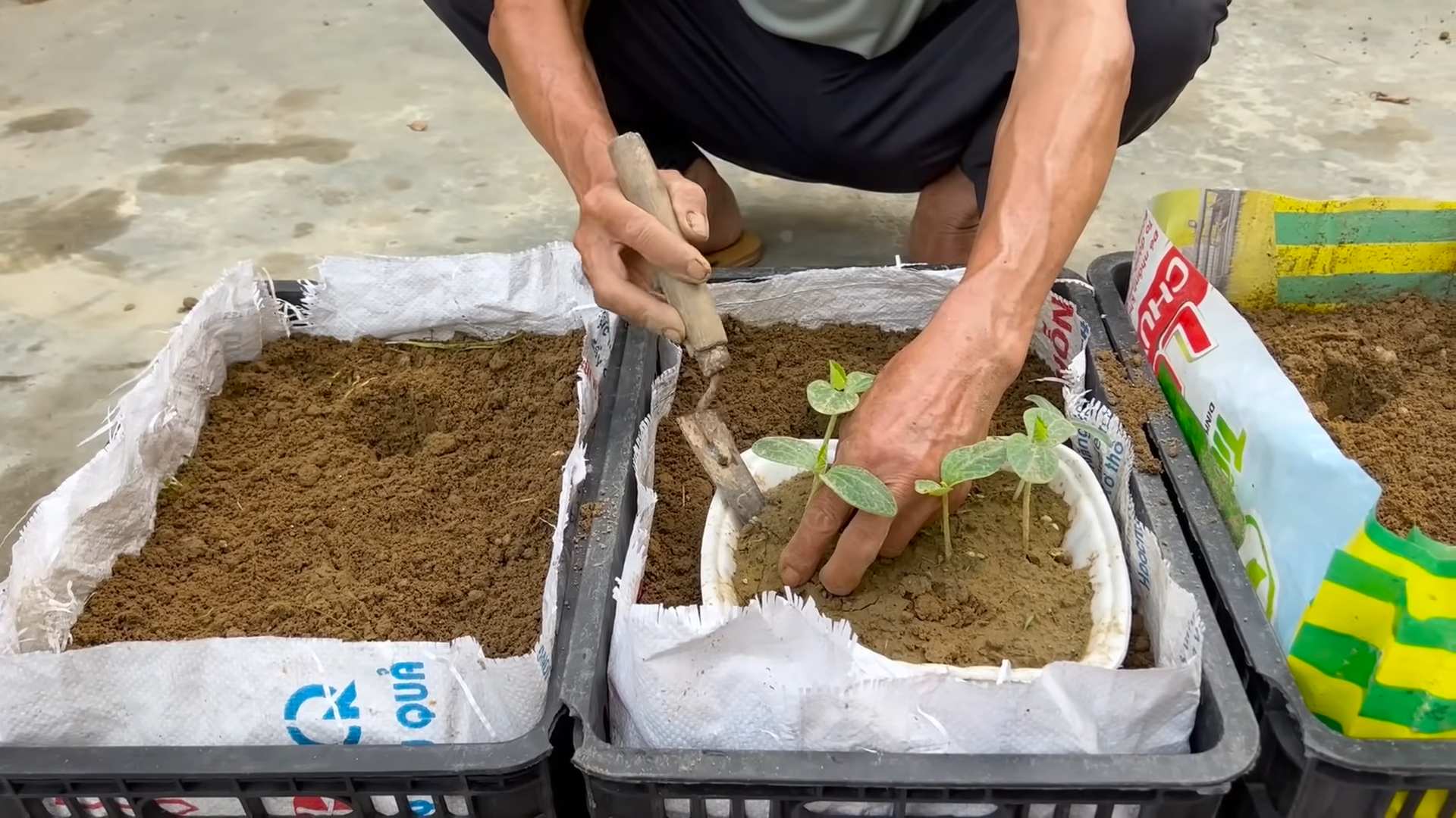 Grow Melons at Home
