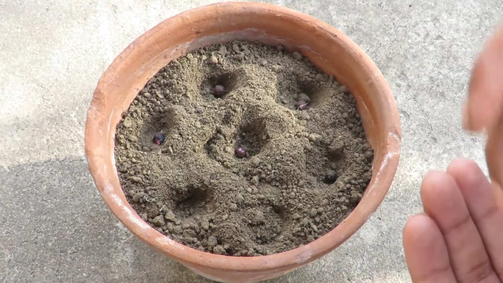 Growing Okra in Containers