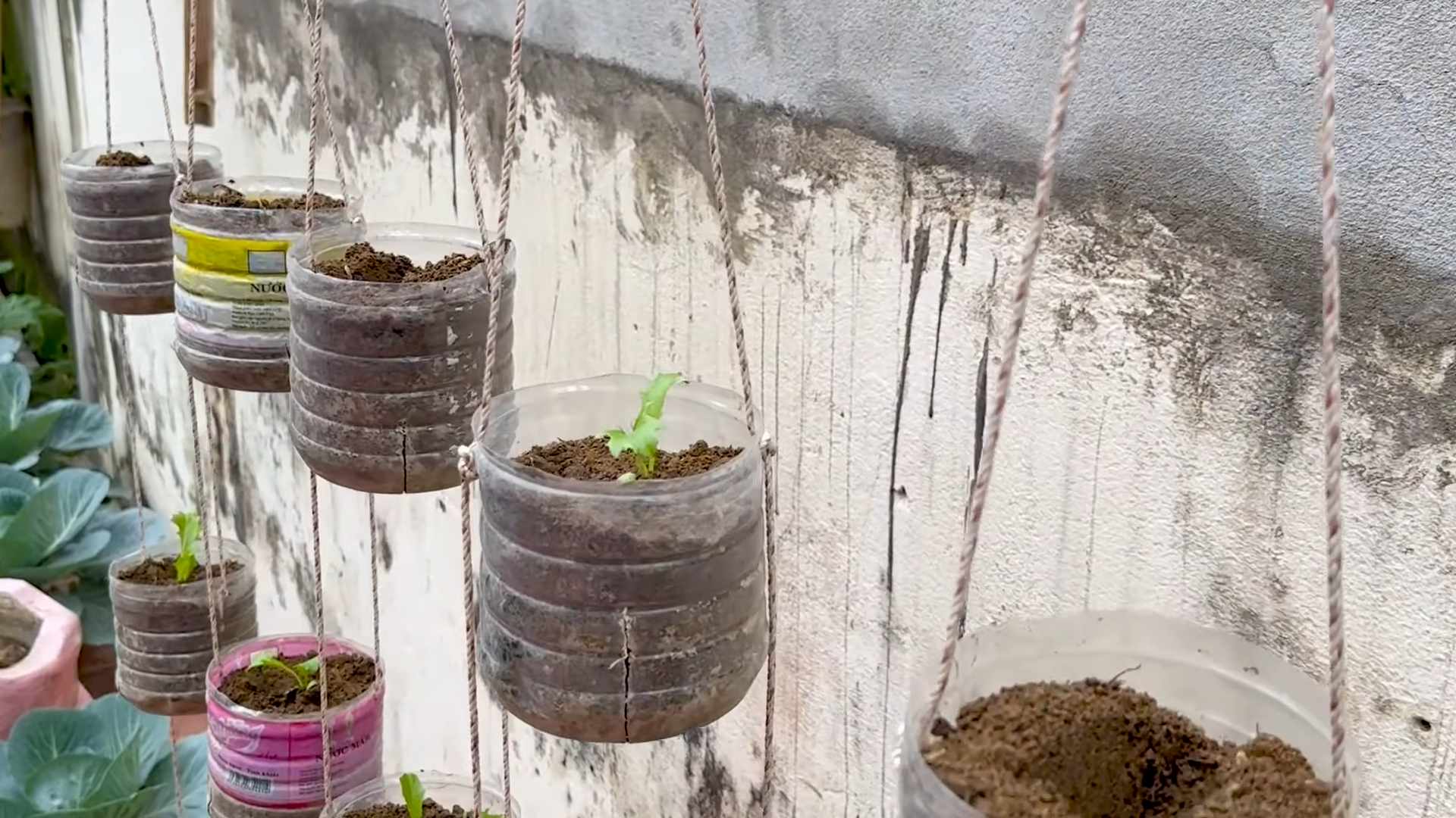 Growing lettuce at home