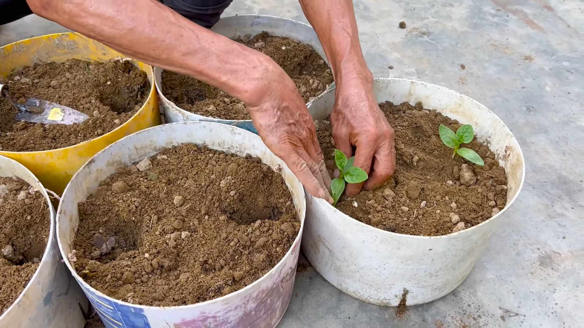 Grow Malabar Spinach Indoors