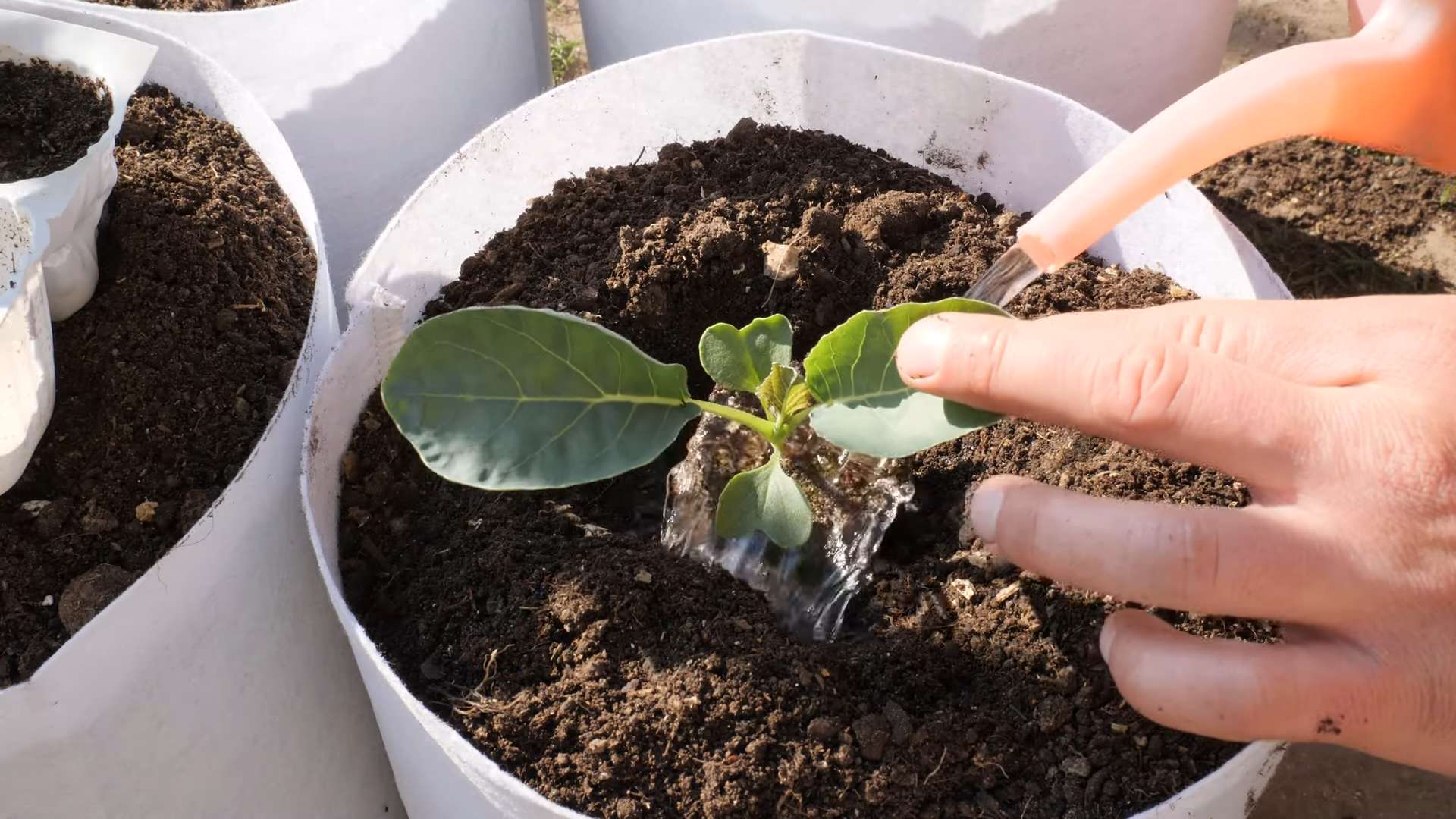 Grow Cauliflower Backyard