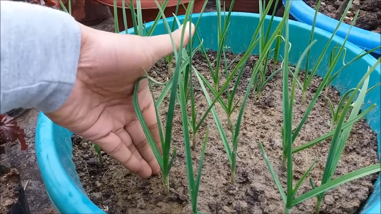 Planting Garlic Successfully