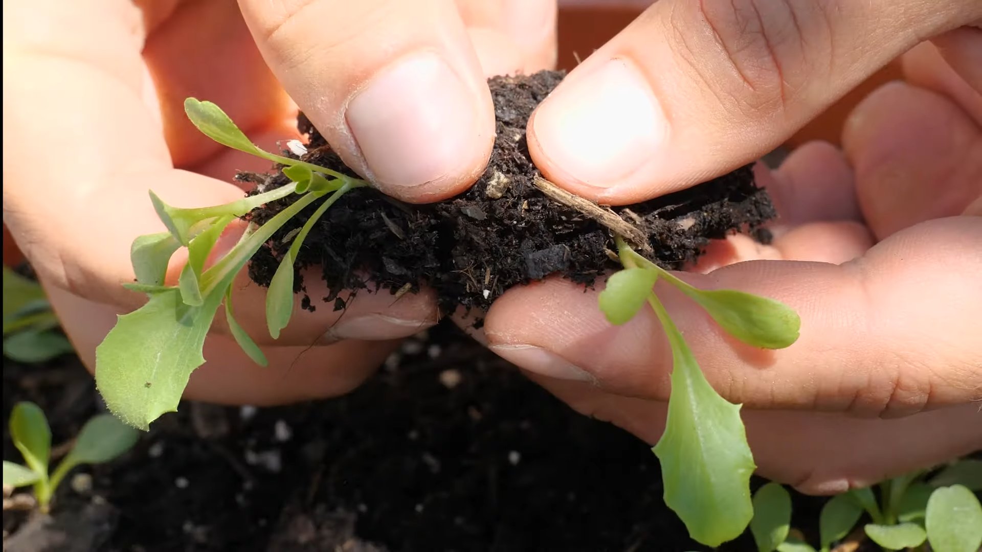 Grow Iceberg Lettuce
