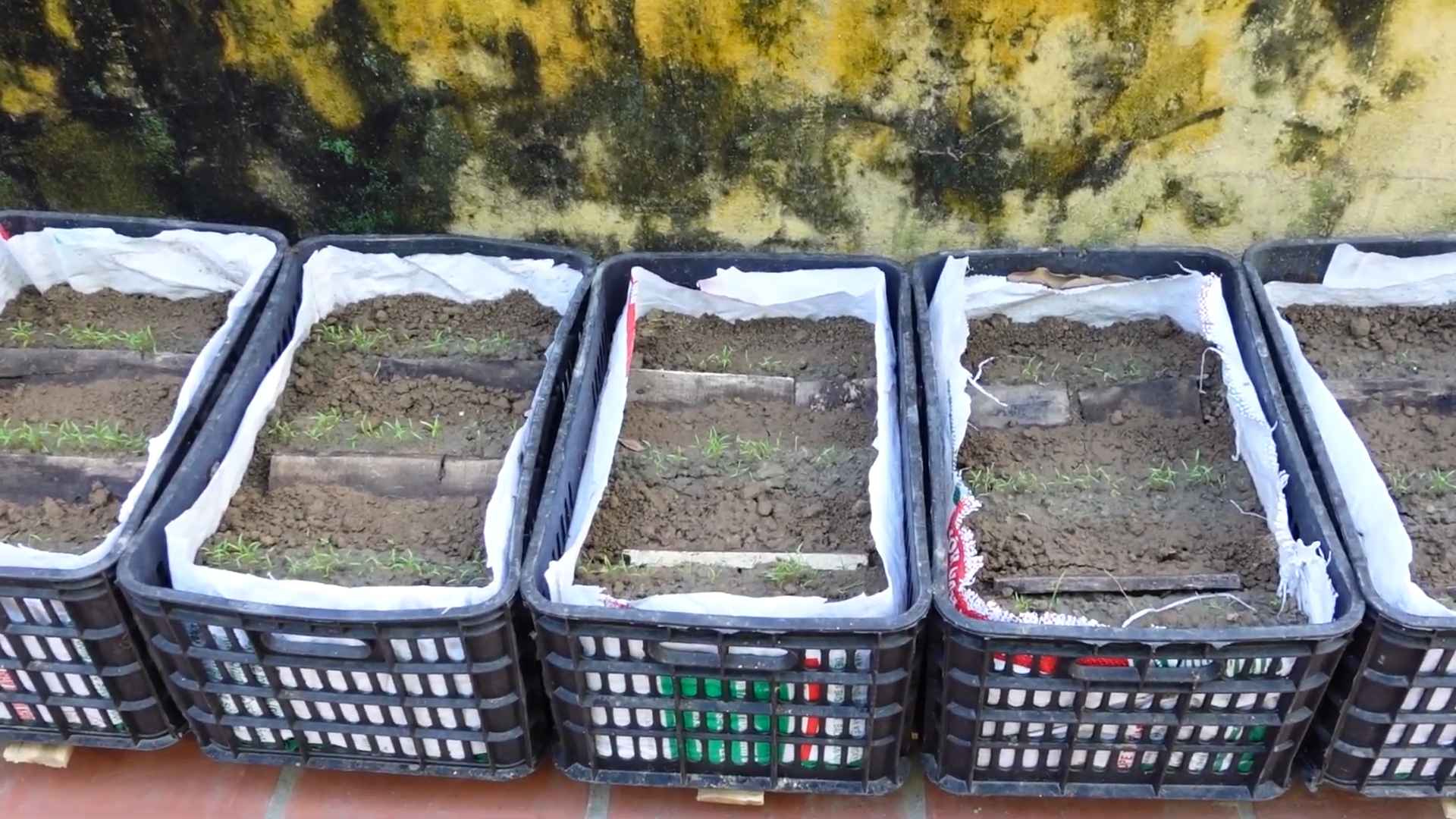DIY carrot harvest